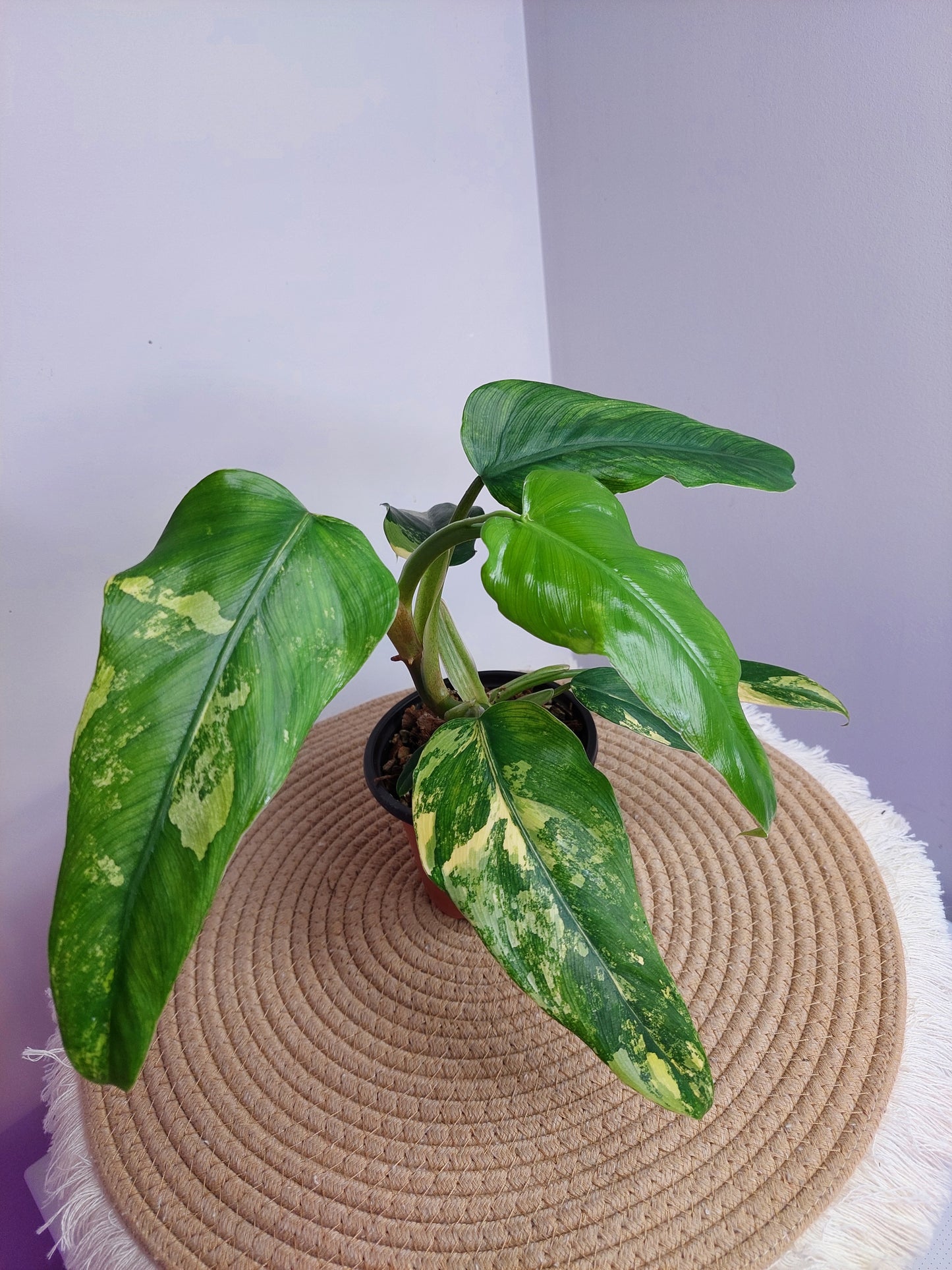 Philodendron Domesticum Mango Shake Variegated #A