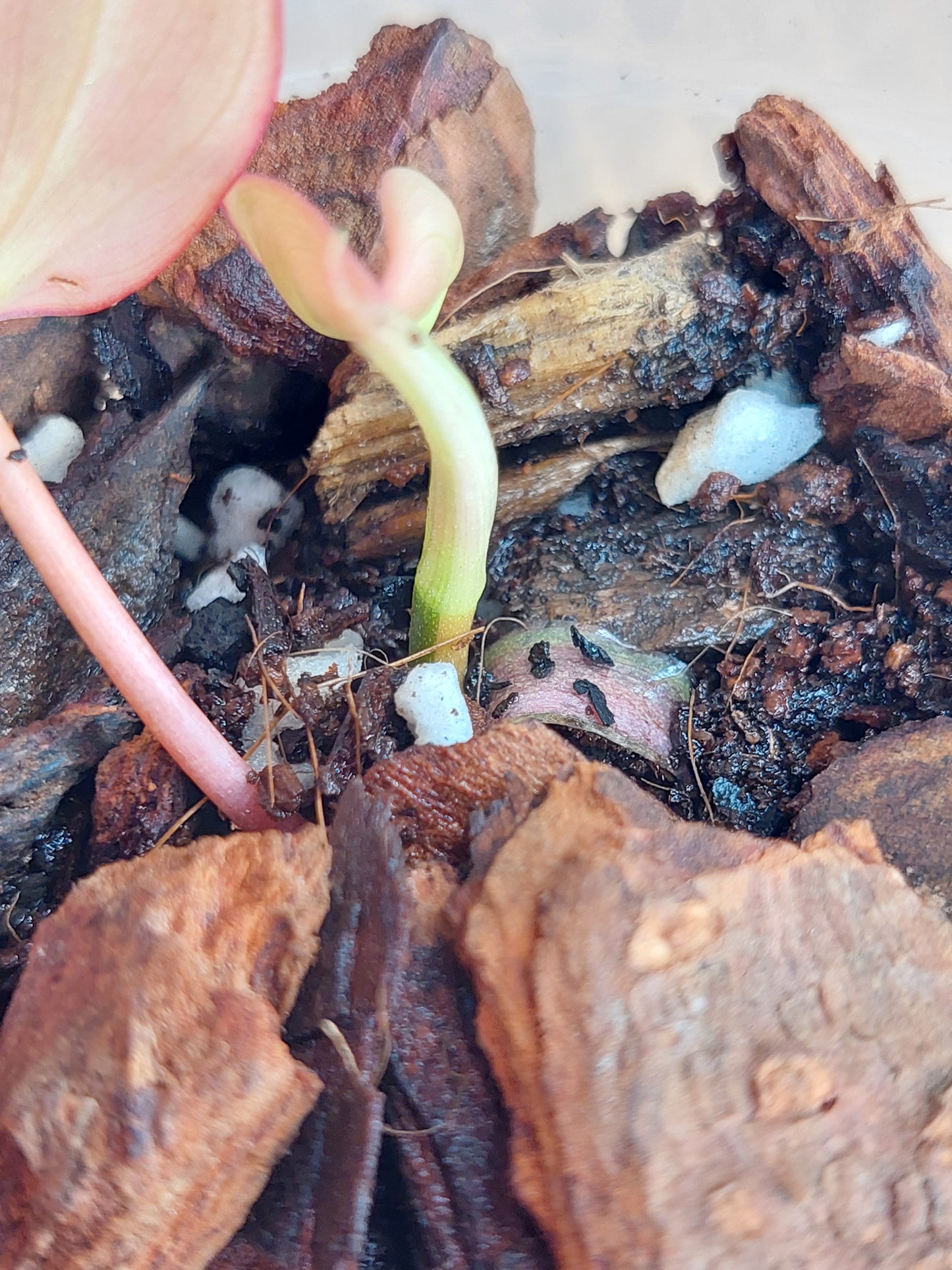 Philodendron Mican Variegated A