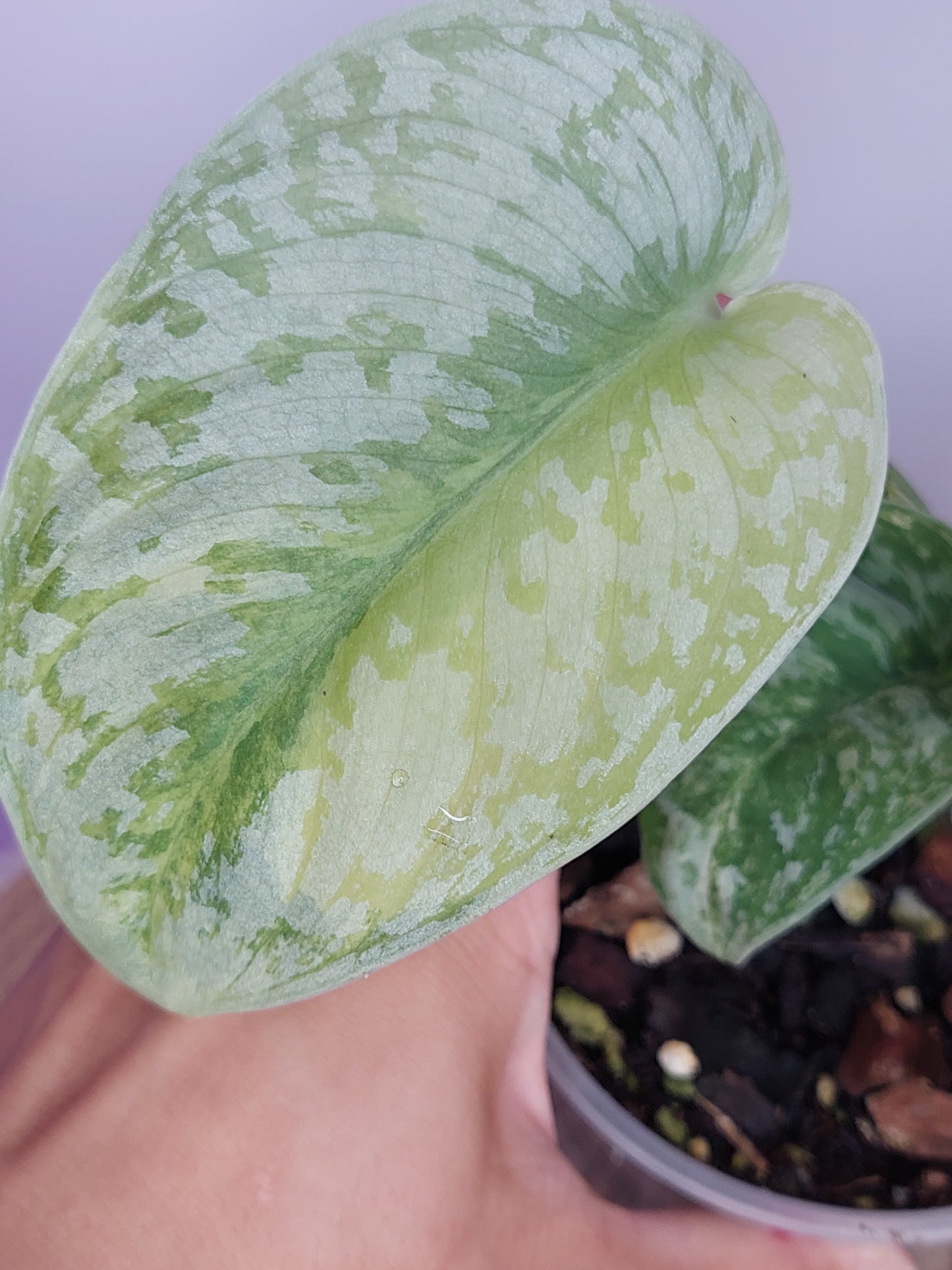 Scindapsus Exotica Variegated 1