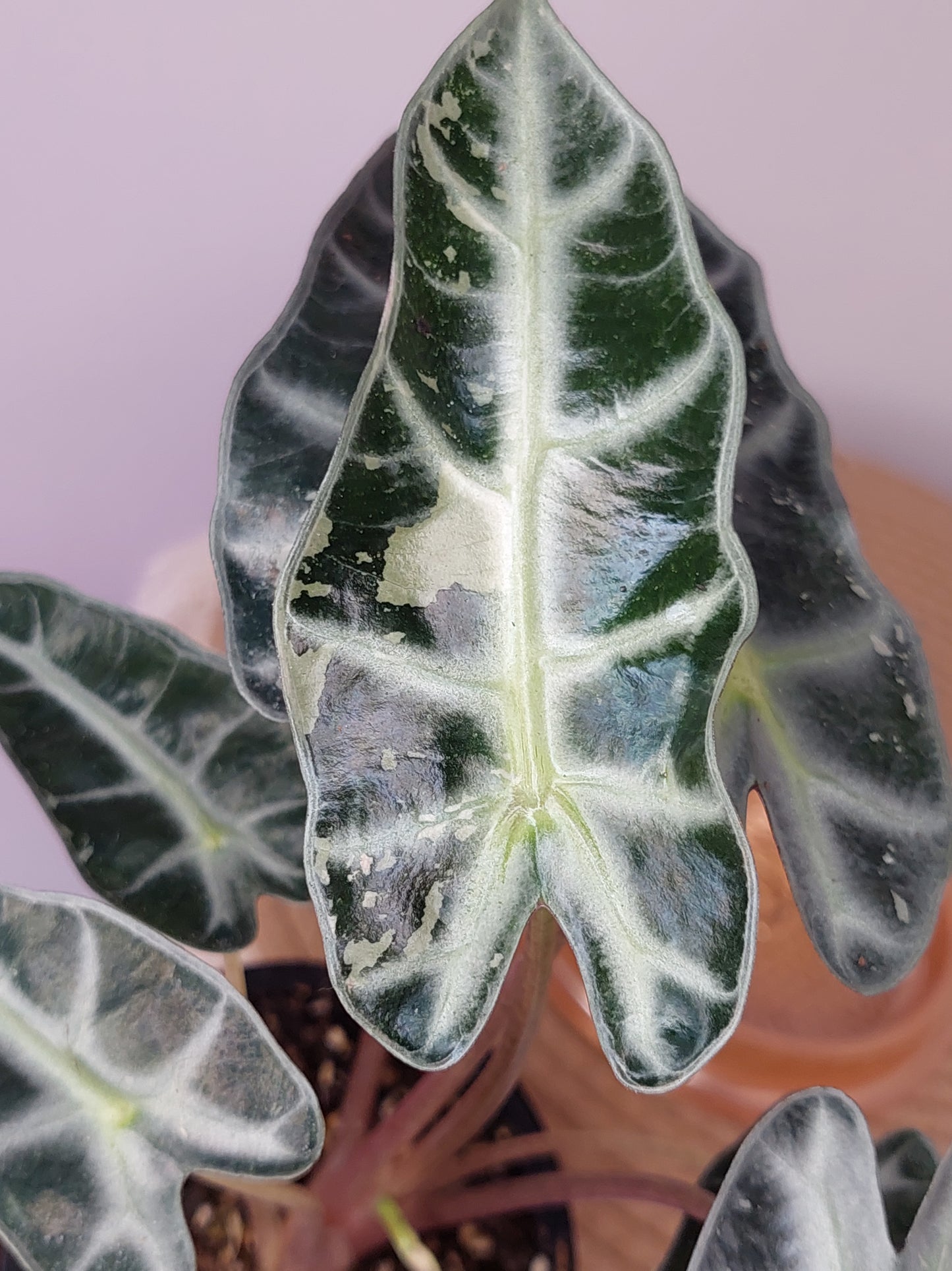 Alocasia Amazonica Polly Variegated (A)