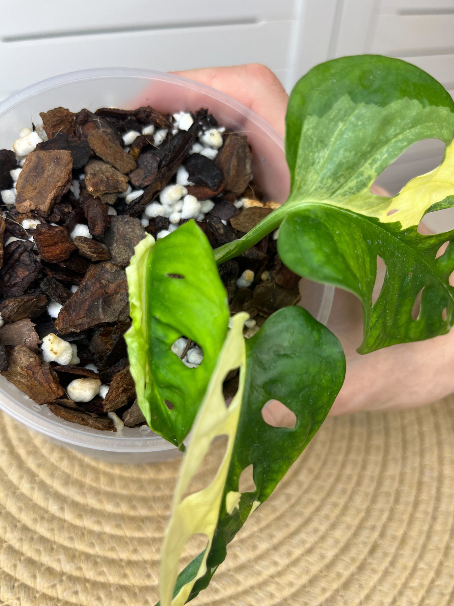 Monstera Monkey Mask(Adansonii) Variegated #1