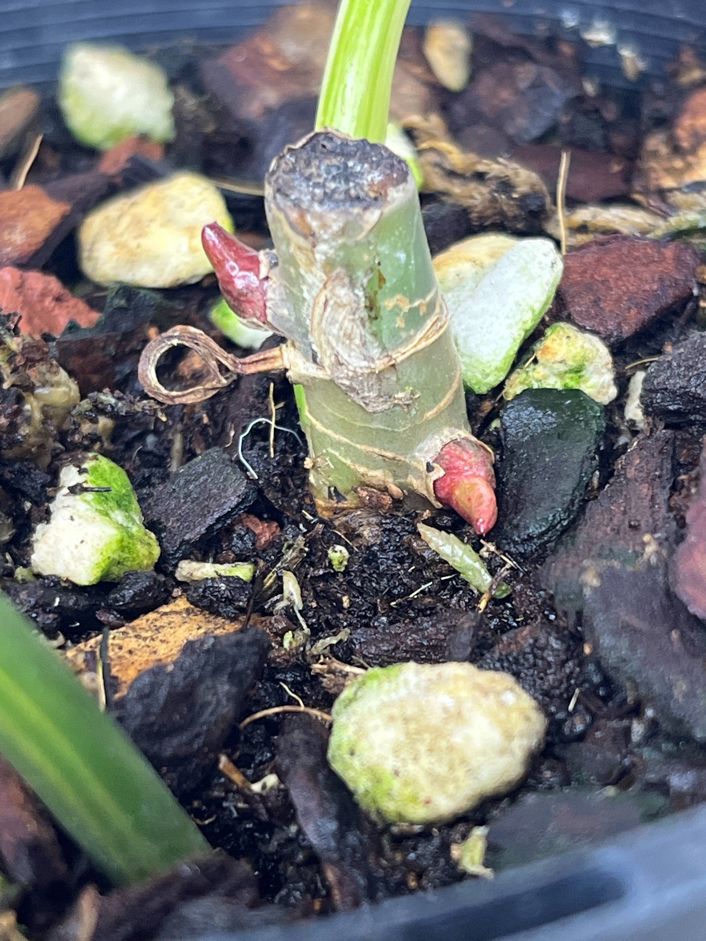 Philodendron Imbe Variegated #1