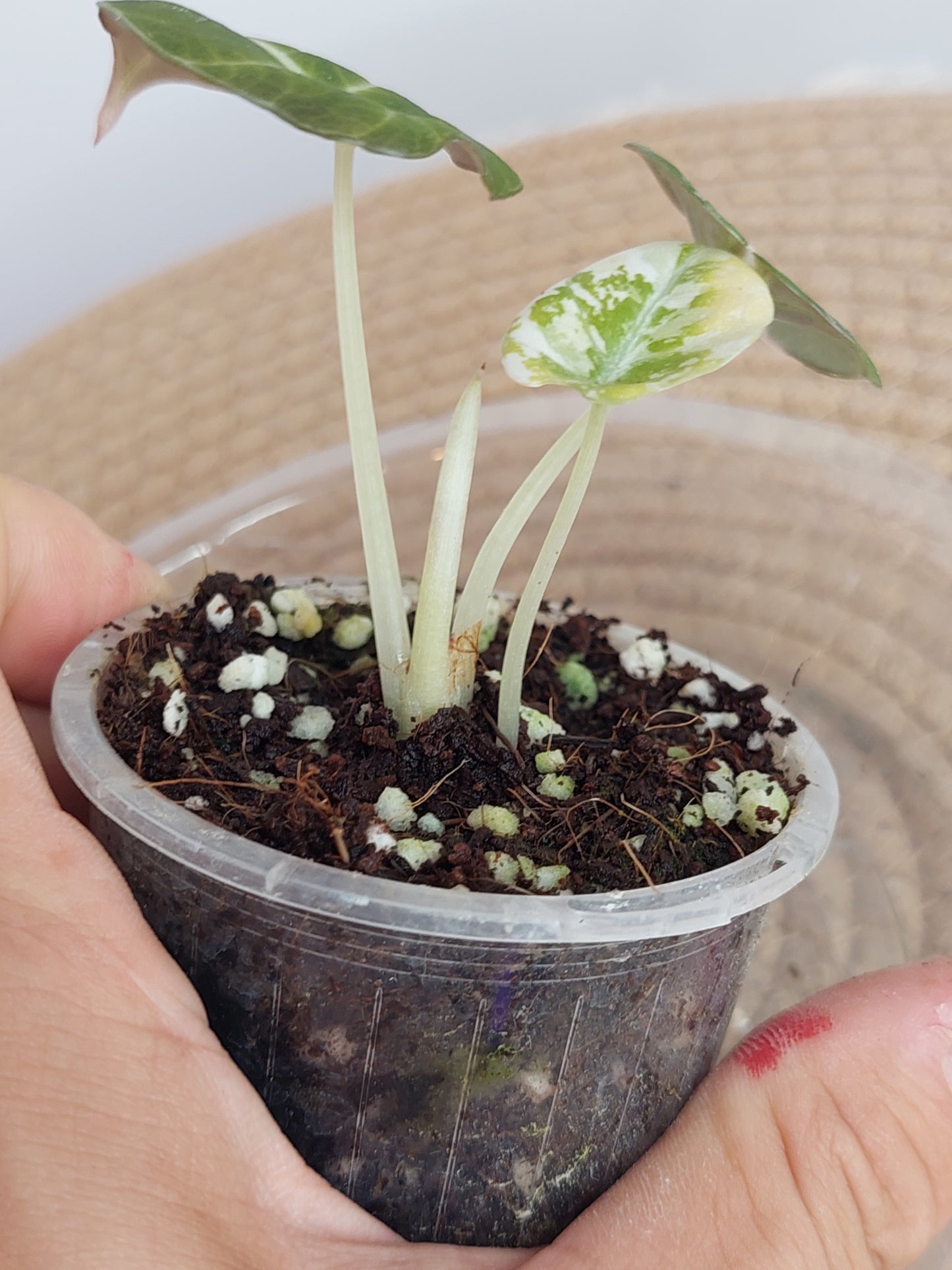 Alocasia Black Velvet Variegated 1