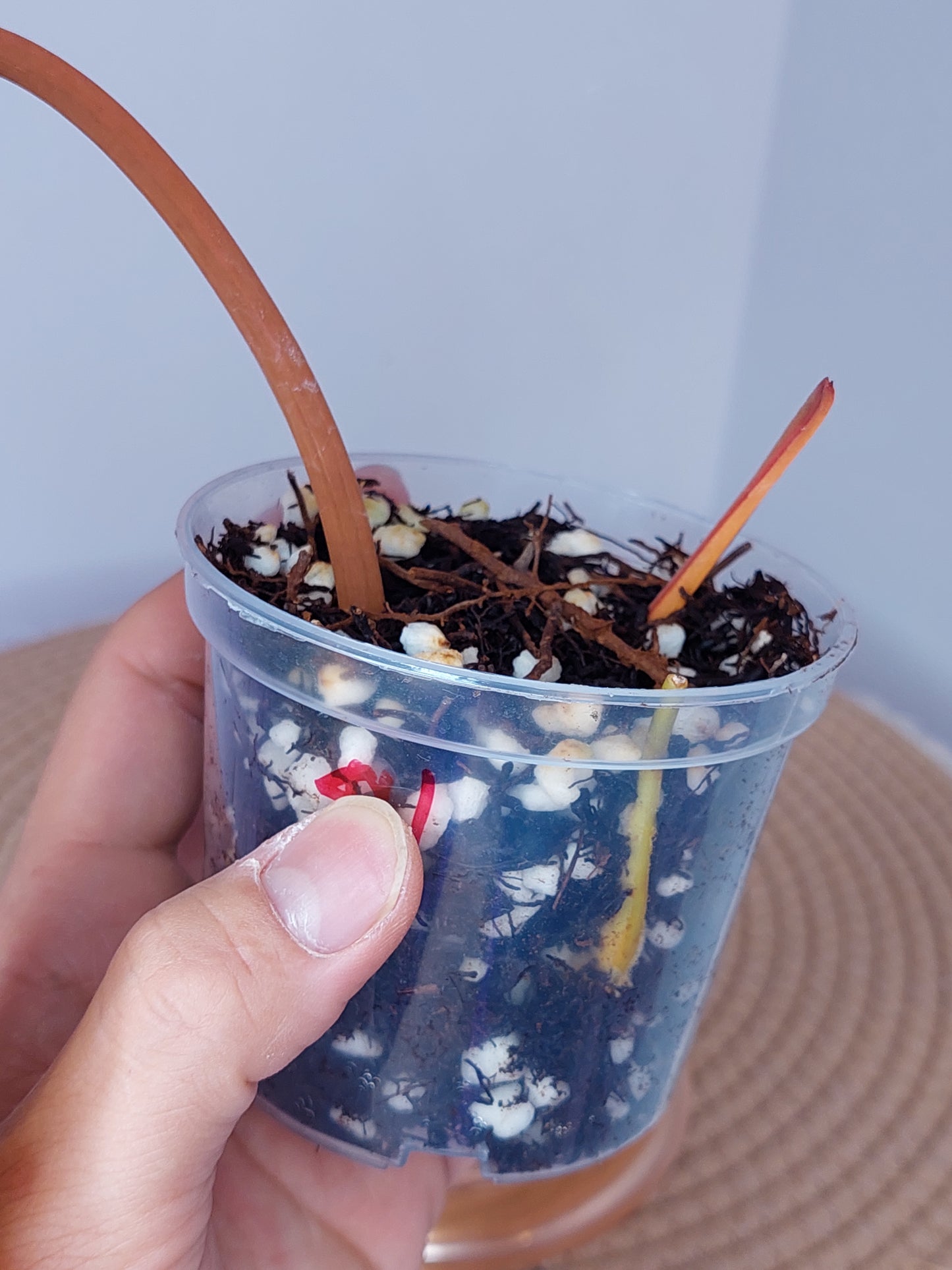Philodendron Billietiae Variegated (A)
