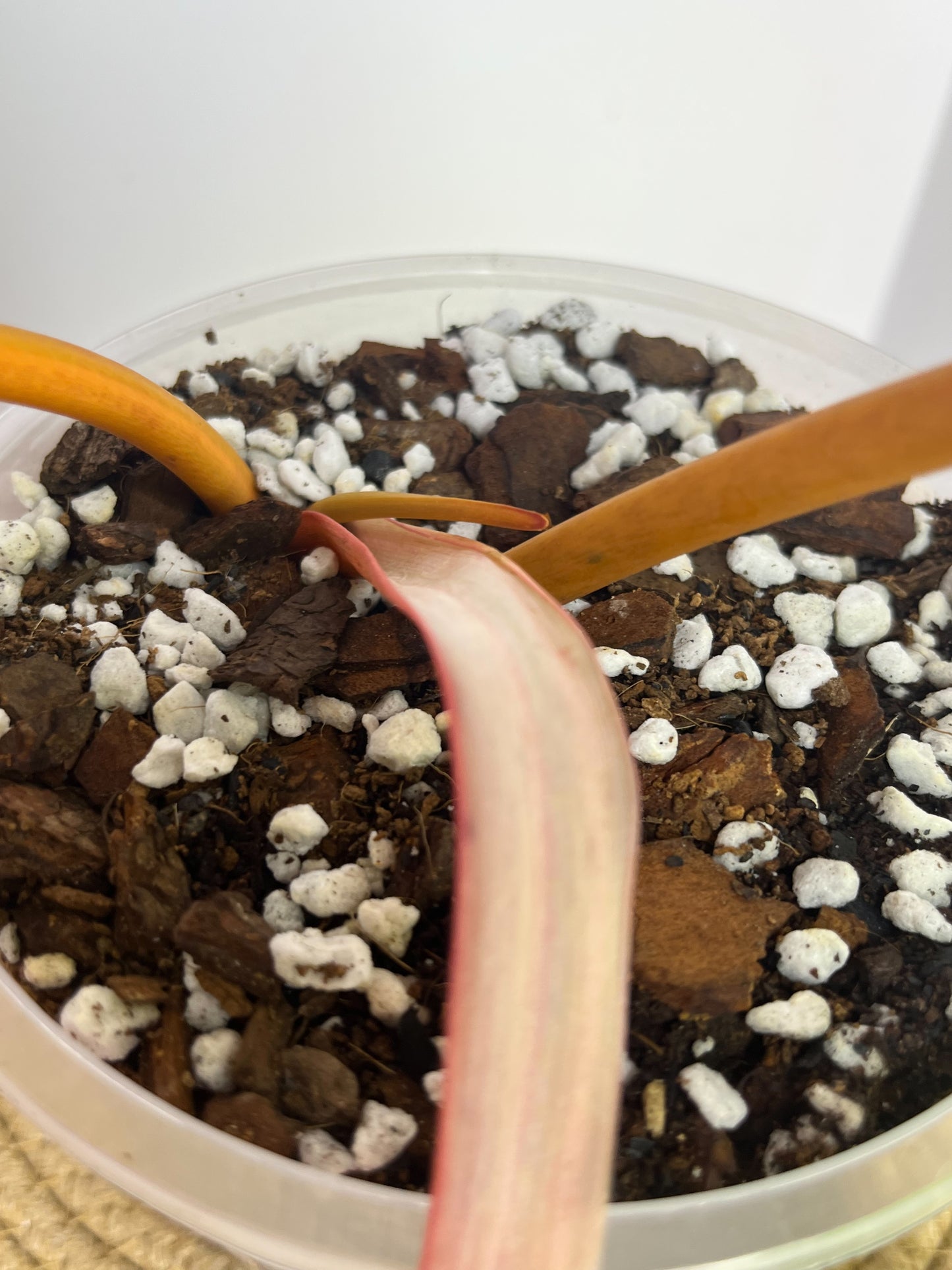 Philodendron Billietiae Variegated A