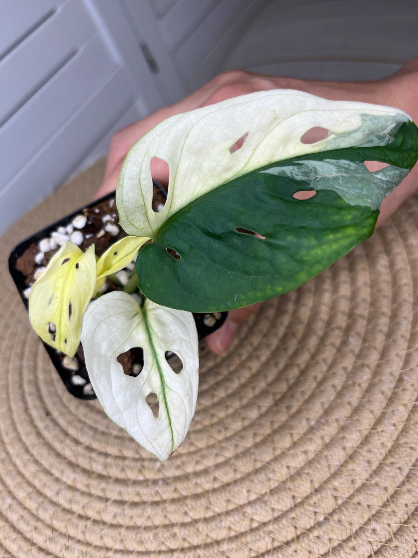 Monstera Monkey Mask(Adansonii) *Fully Variegated 1
