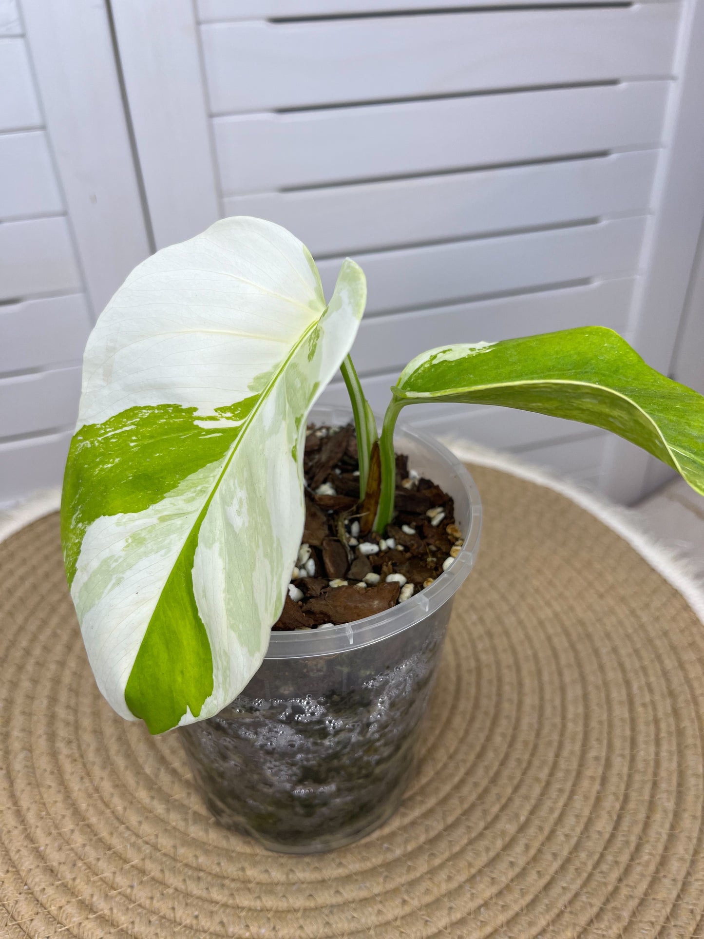 Monstera Borsigiana Albo Variegated (1)