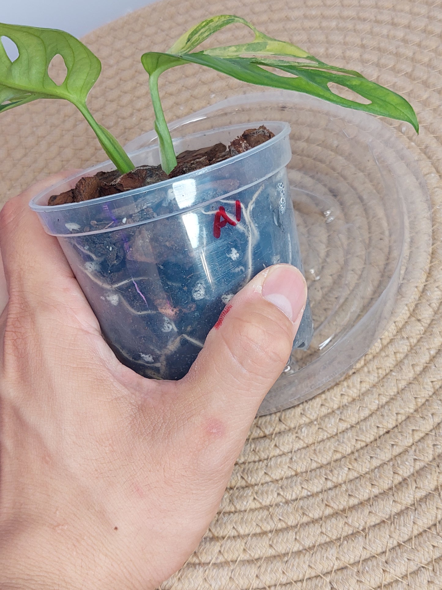 Monstera Monkey Mask(Adansonii) Aurea Variegated 1