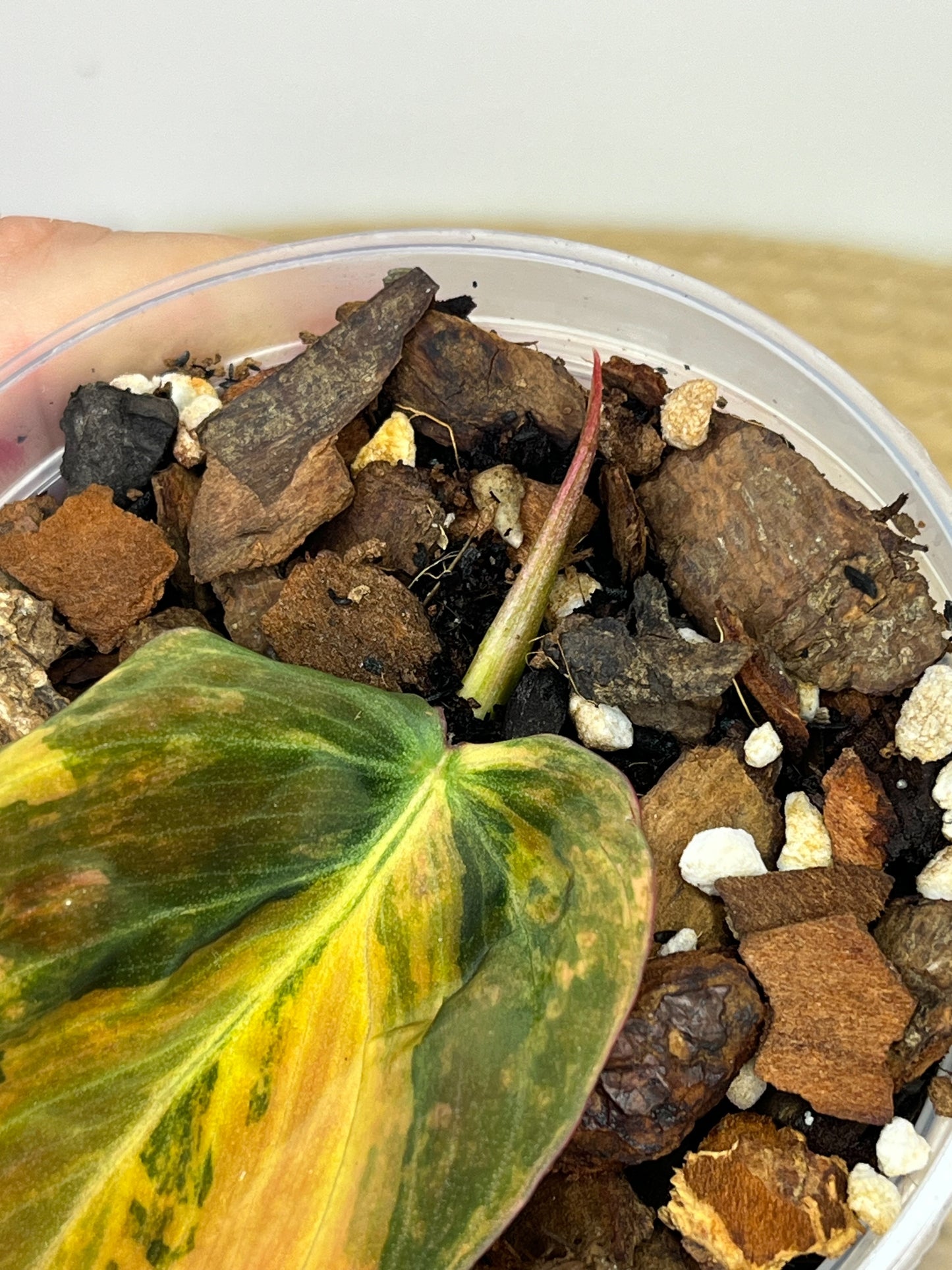 Philodendron Mican Variegated #1