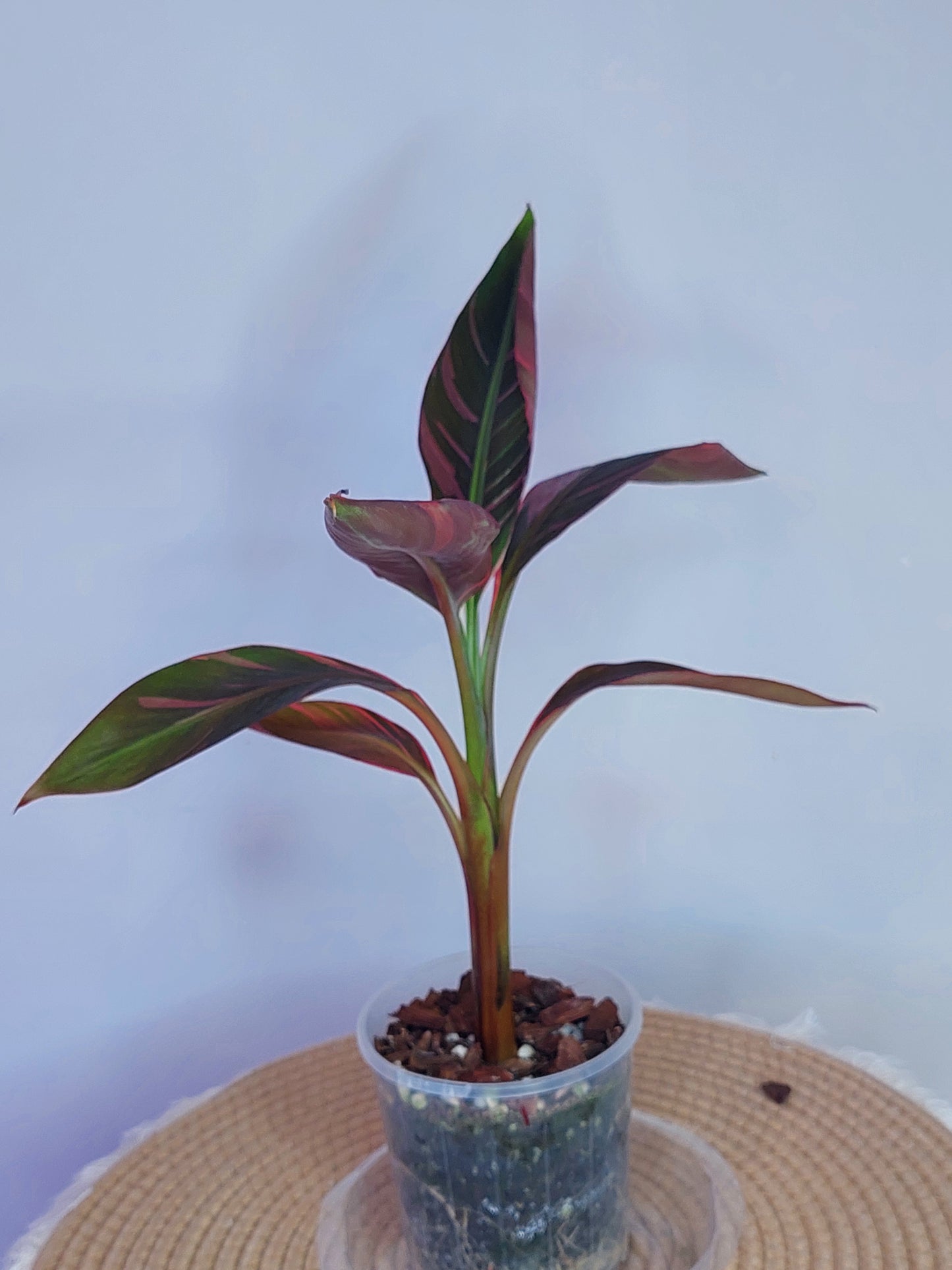 Musa Nono - Pink Variegated Banana 1