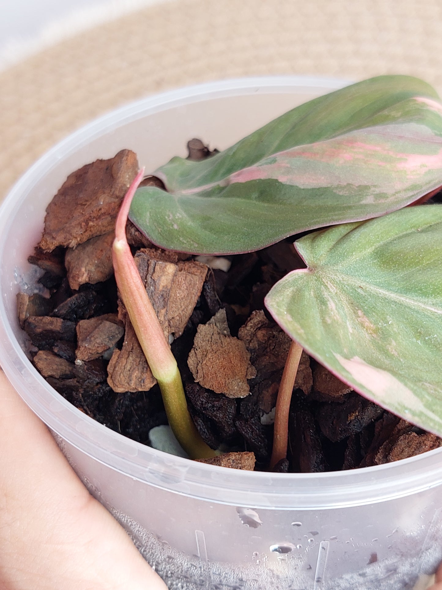 Philodendron Mican Variegated (1)