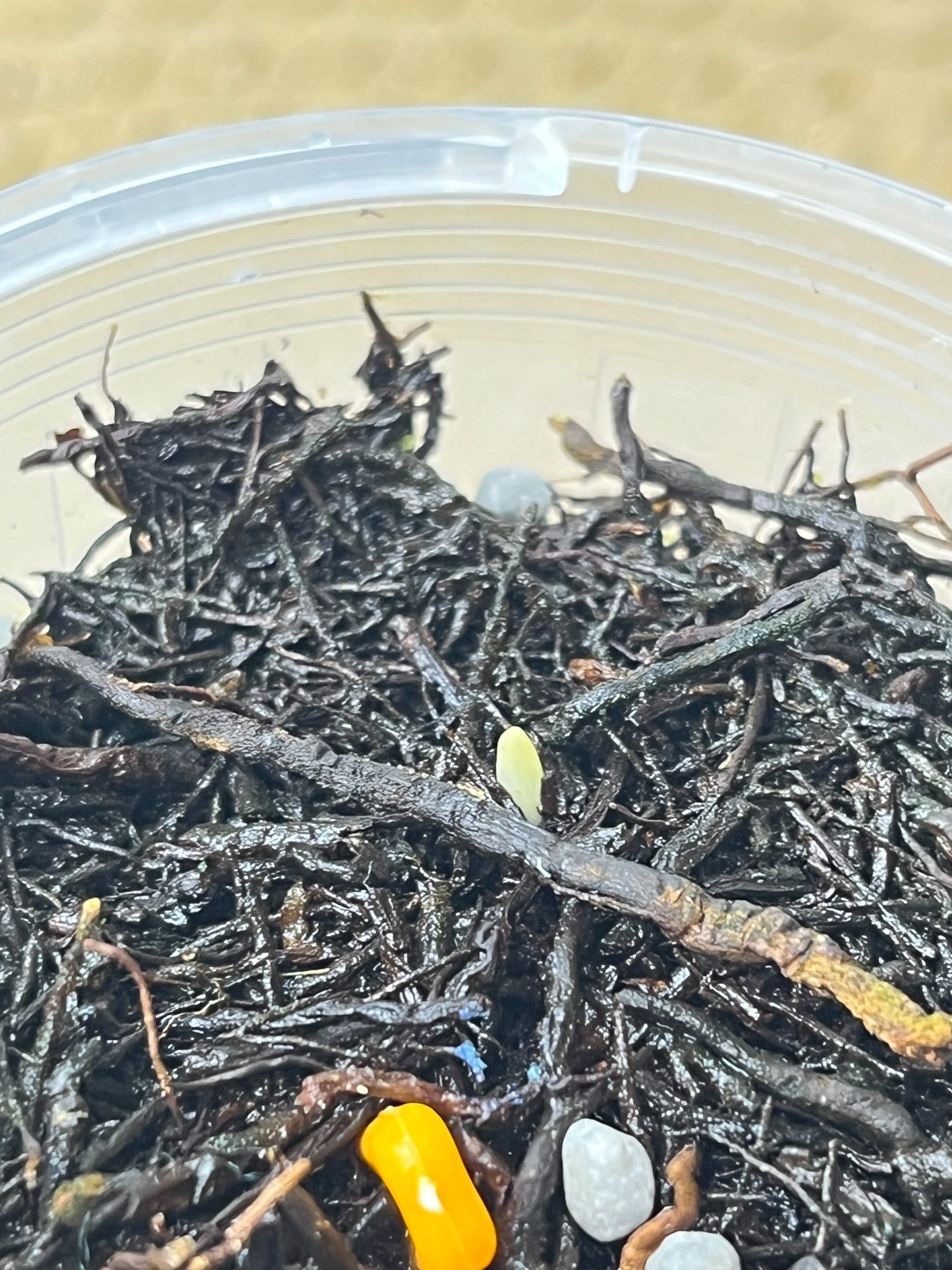 Philodendron Hederaceum(Heartleaf) ALBO Variegated (1)