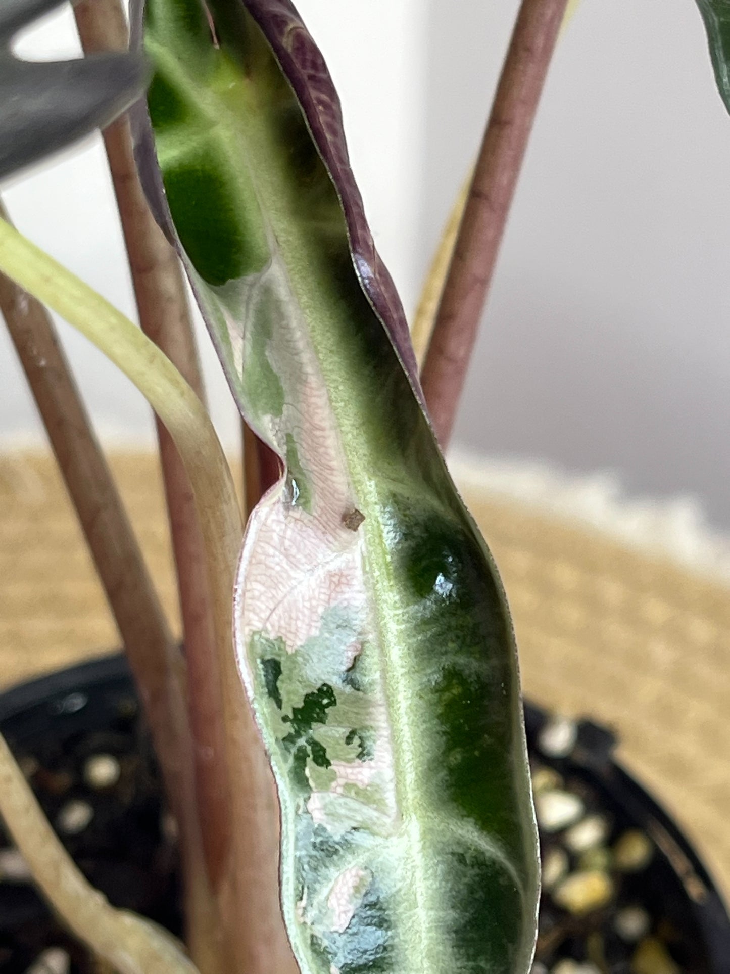 Alocasia Amazonica Polly Pink Variegated 1