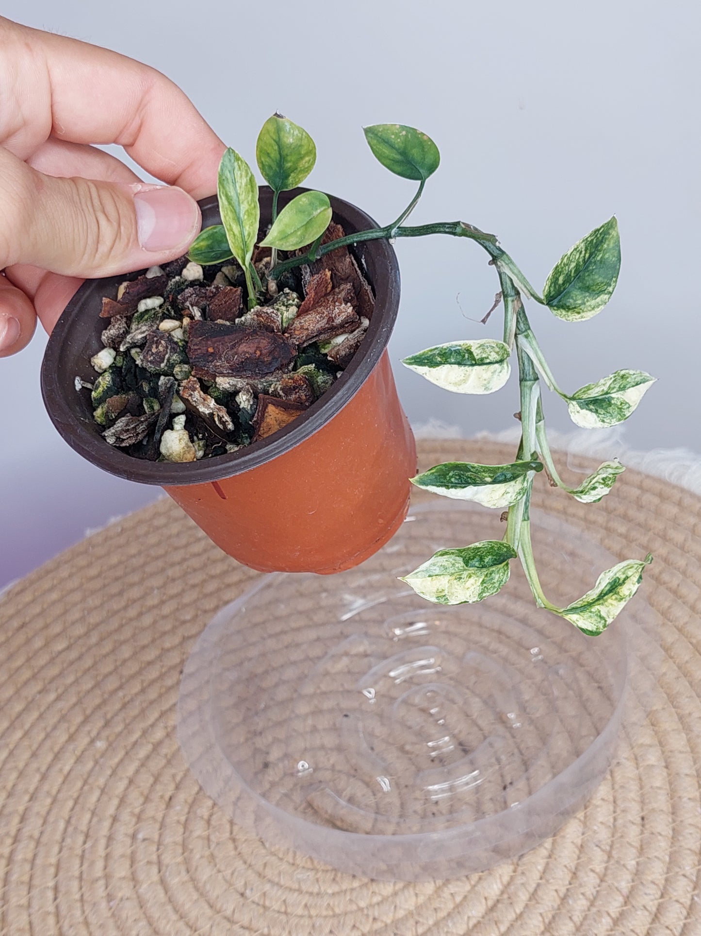 Epipremnum Pinnatum Bali Hanoman 1