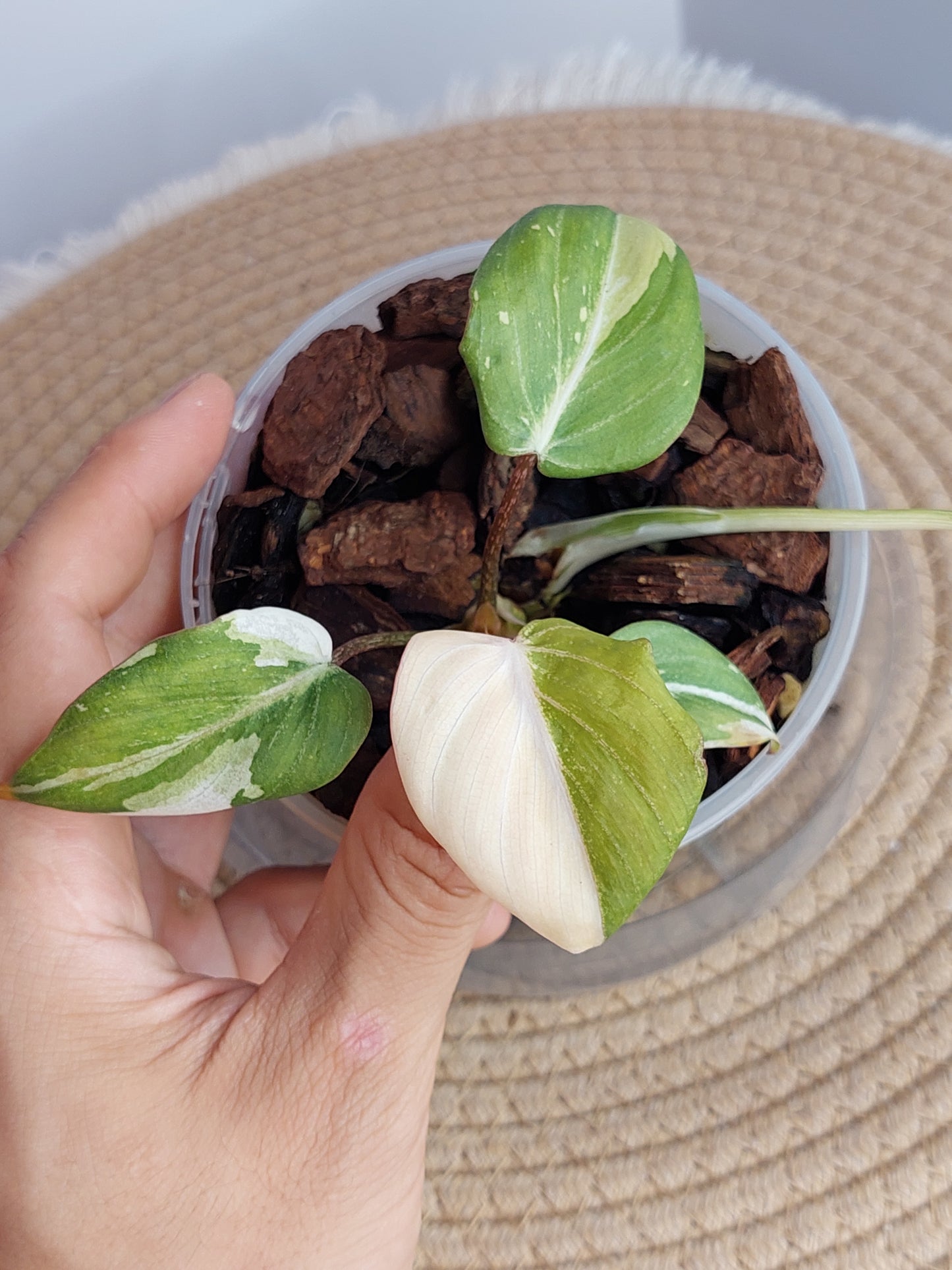 Philodendron Gloriosum Variegated (1)