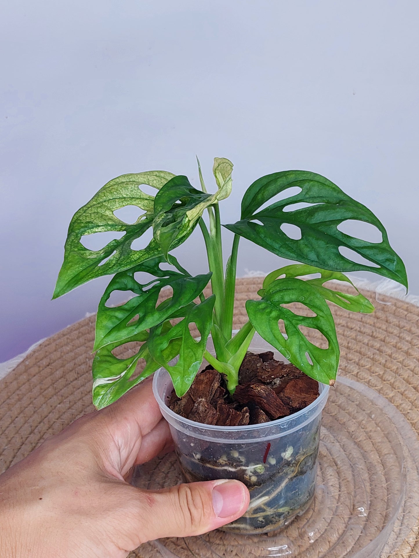 Monstera Monkey Mask(Adansonii) Variegated 1