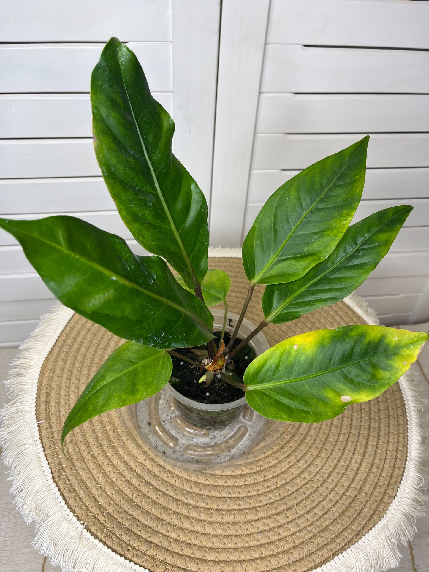 Anthurium Hookeri Variegated 1