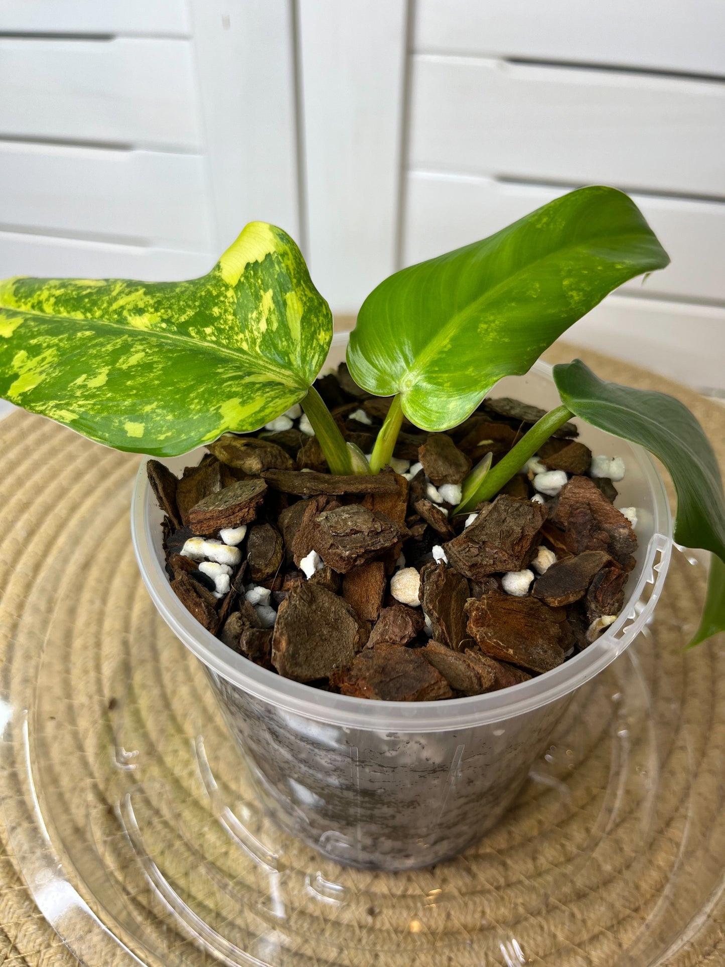 Philodendron Domesticum Mango Shake Variegated - 1