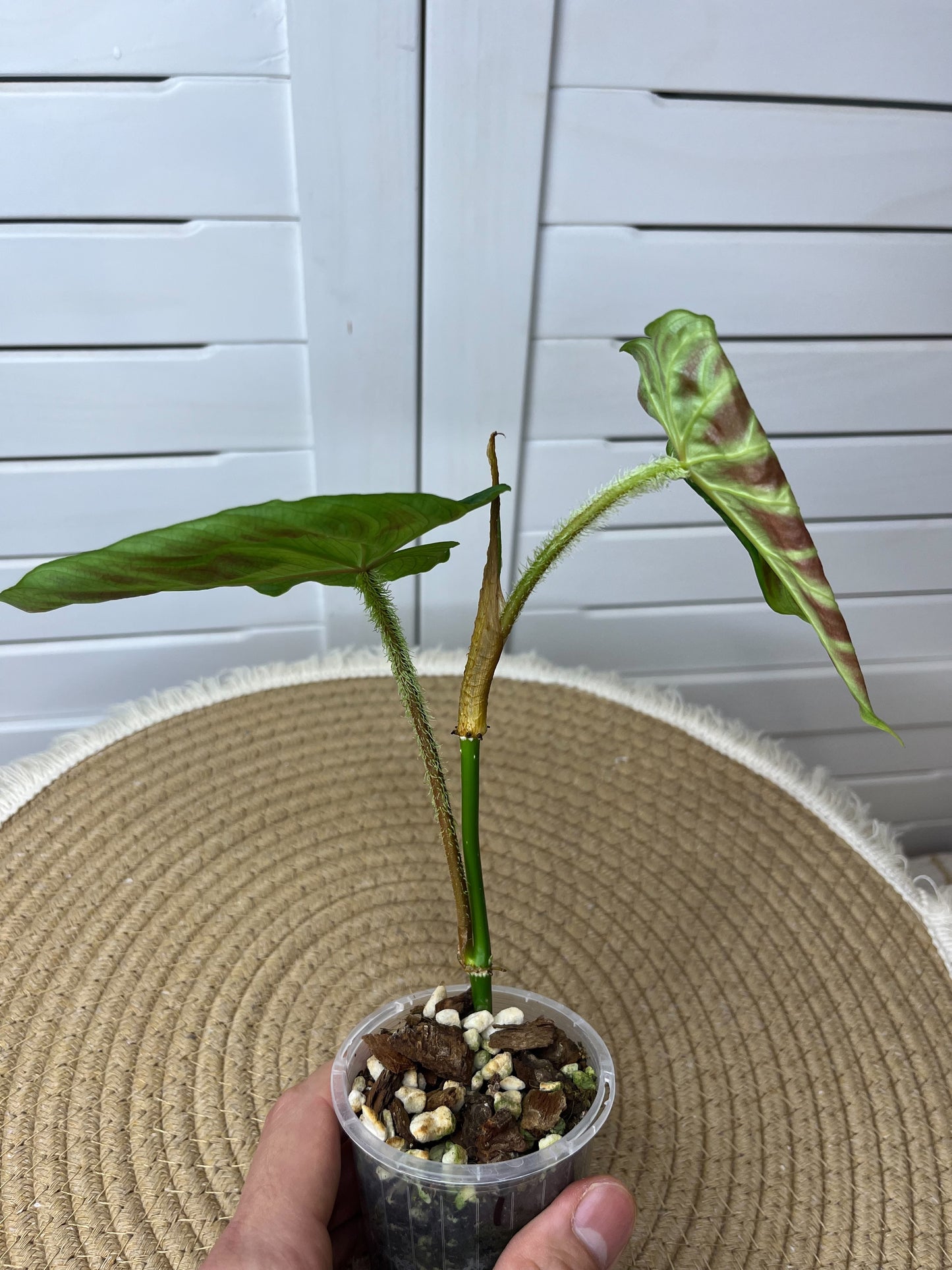Philodendron Verrucosum 1