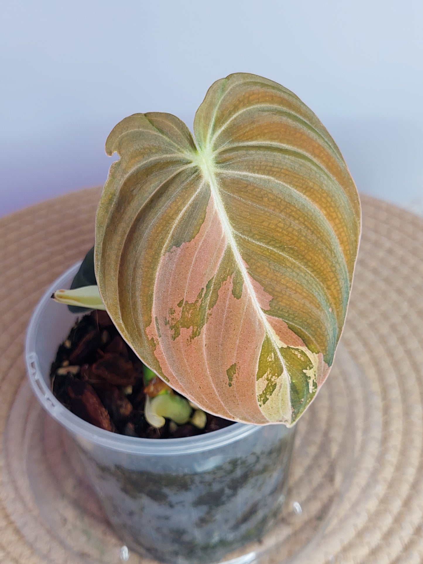 Philodendron Melanochrysum Variegated - 1