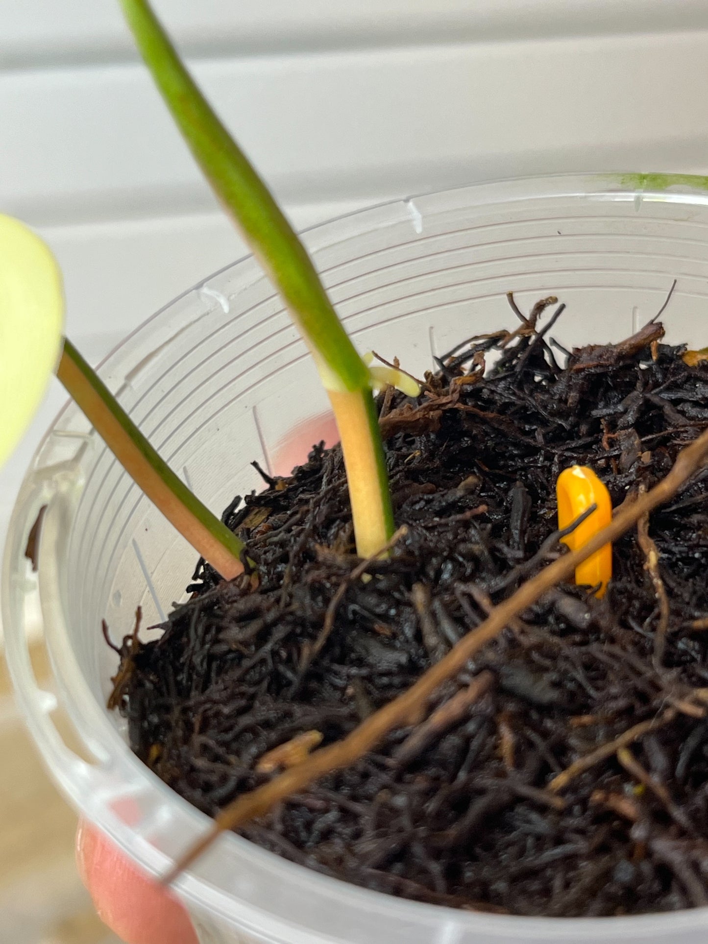 Philodendron Hederaceum(Heartleaf) ALBO Variegated #1