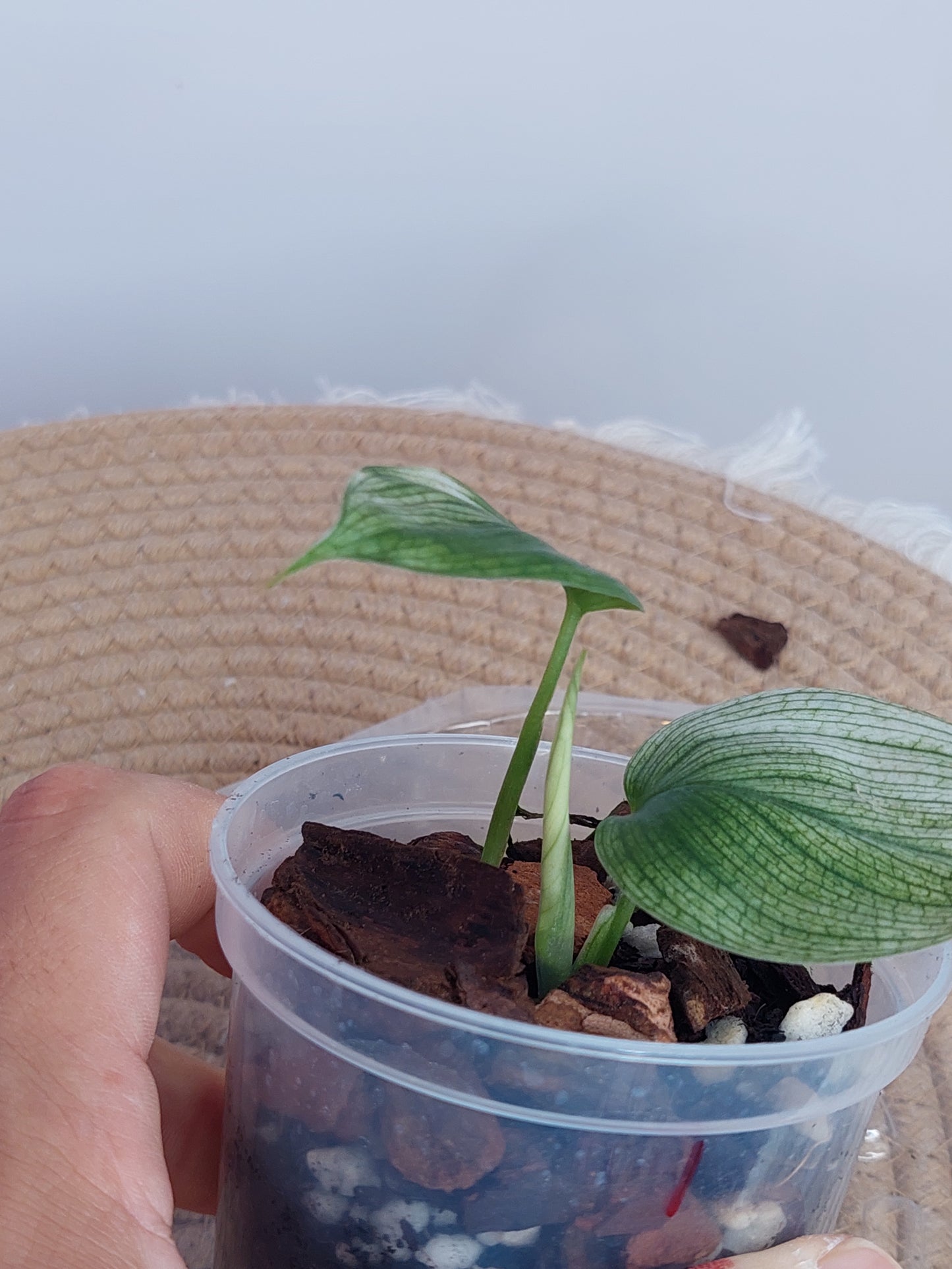 Scindapsus White Monster 1