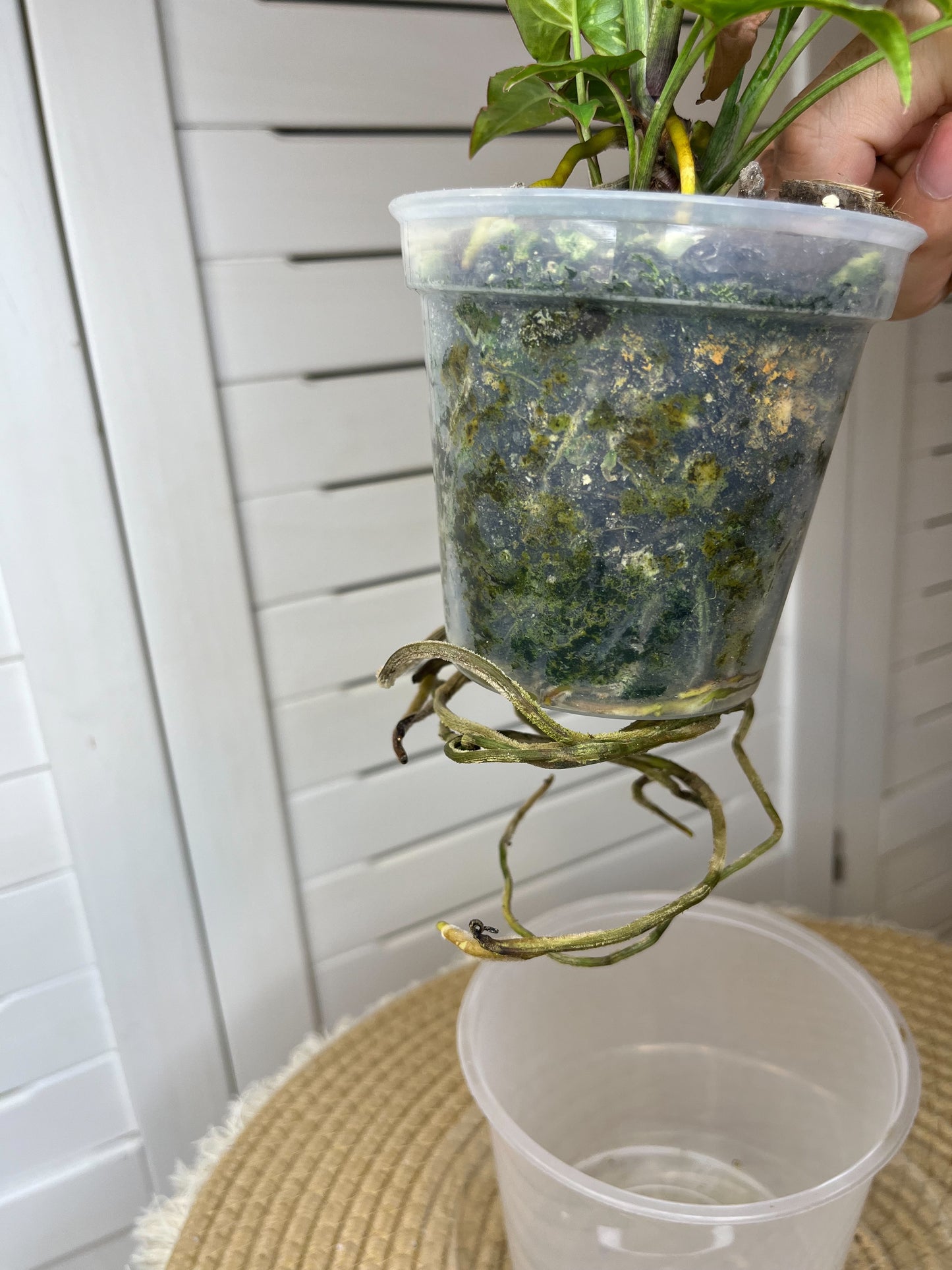 Syngonium Red Spot Tricolour (1)