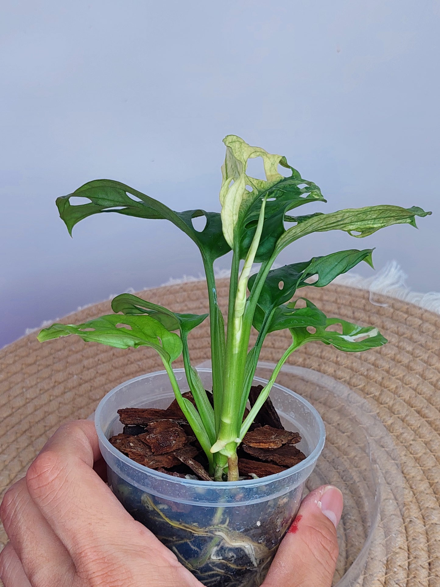 Monstera Monkey Mask(Adansonii) Variegated 1