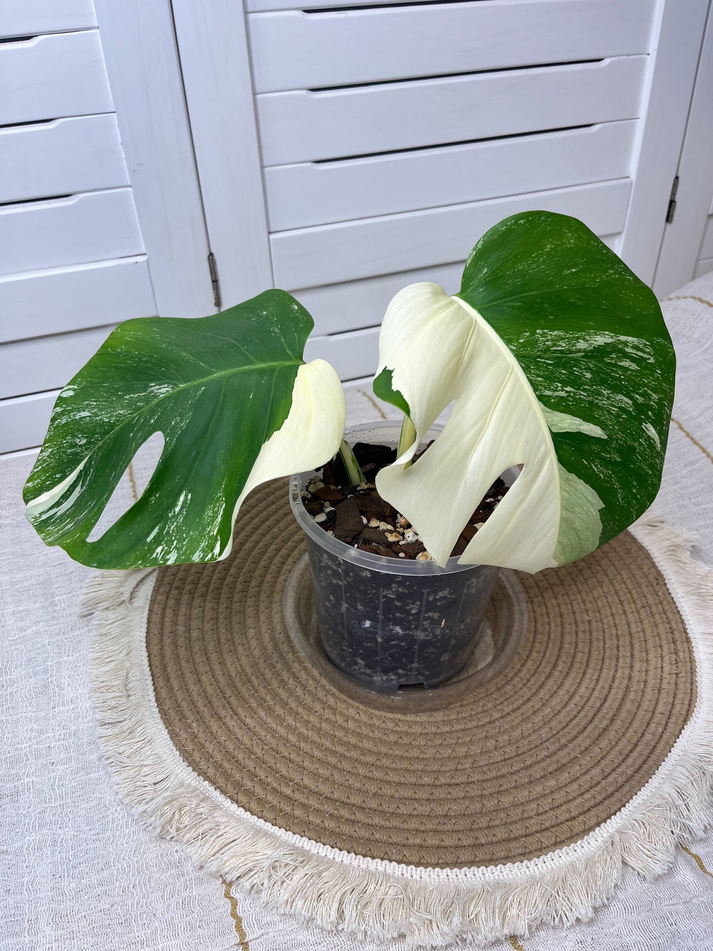 Monstera Borsigiana Albo Half Moon Variegated @1