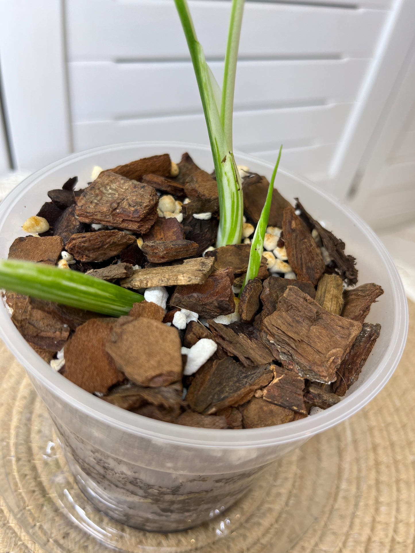 Monstera Borsigiana Albo Half moon Variegated 1