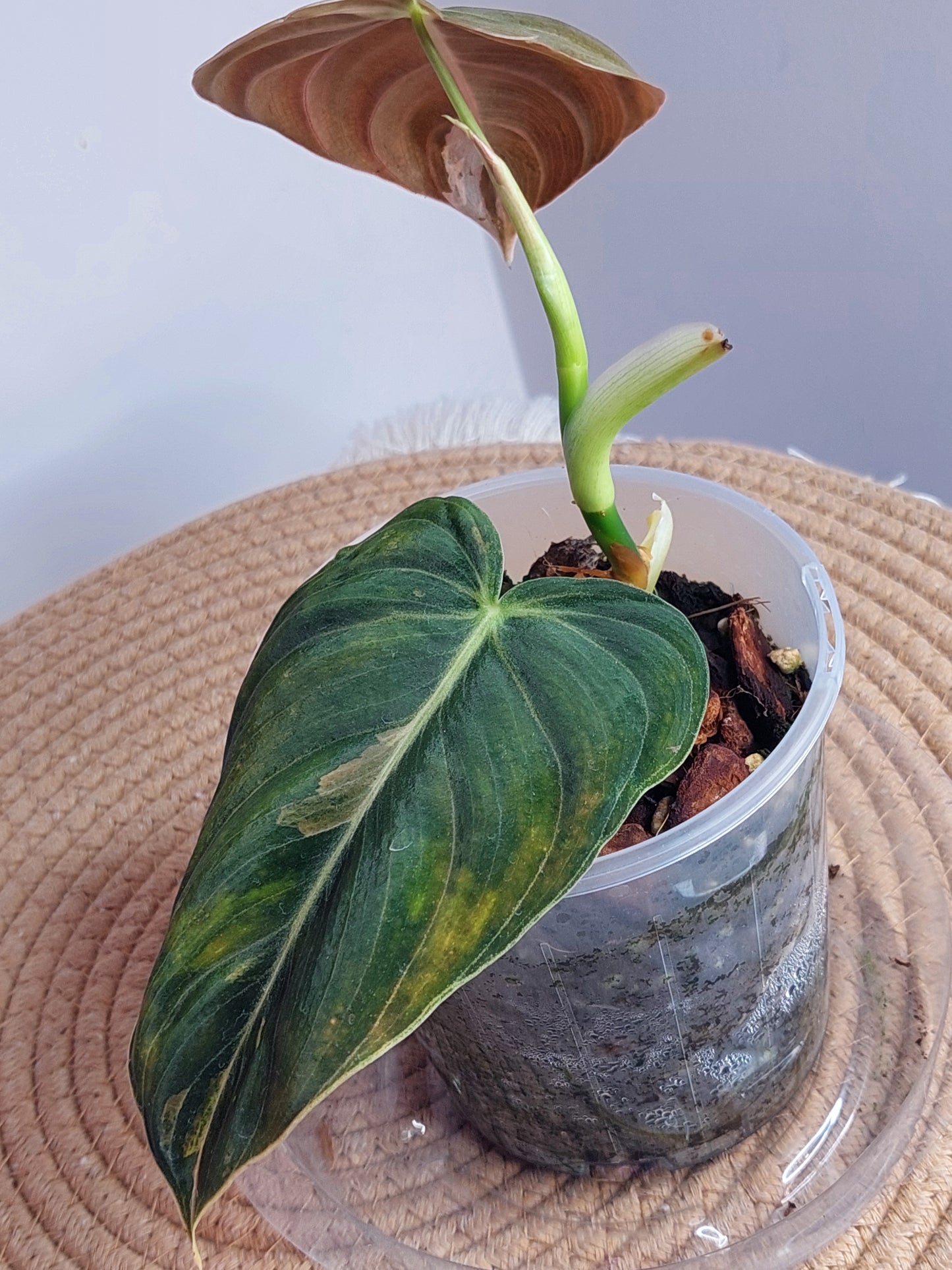 Philodendron Melanochrysum Variegated - 1