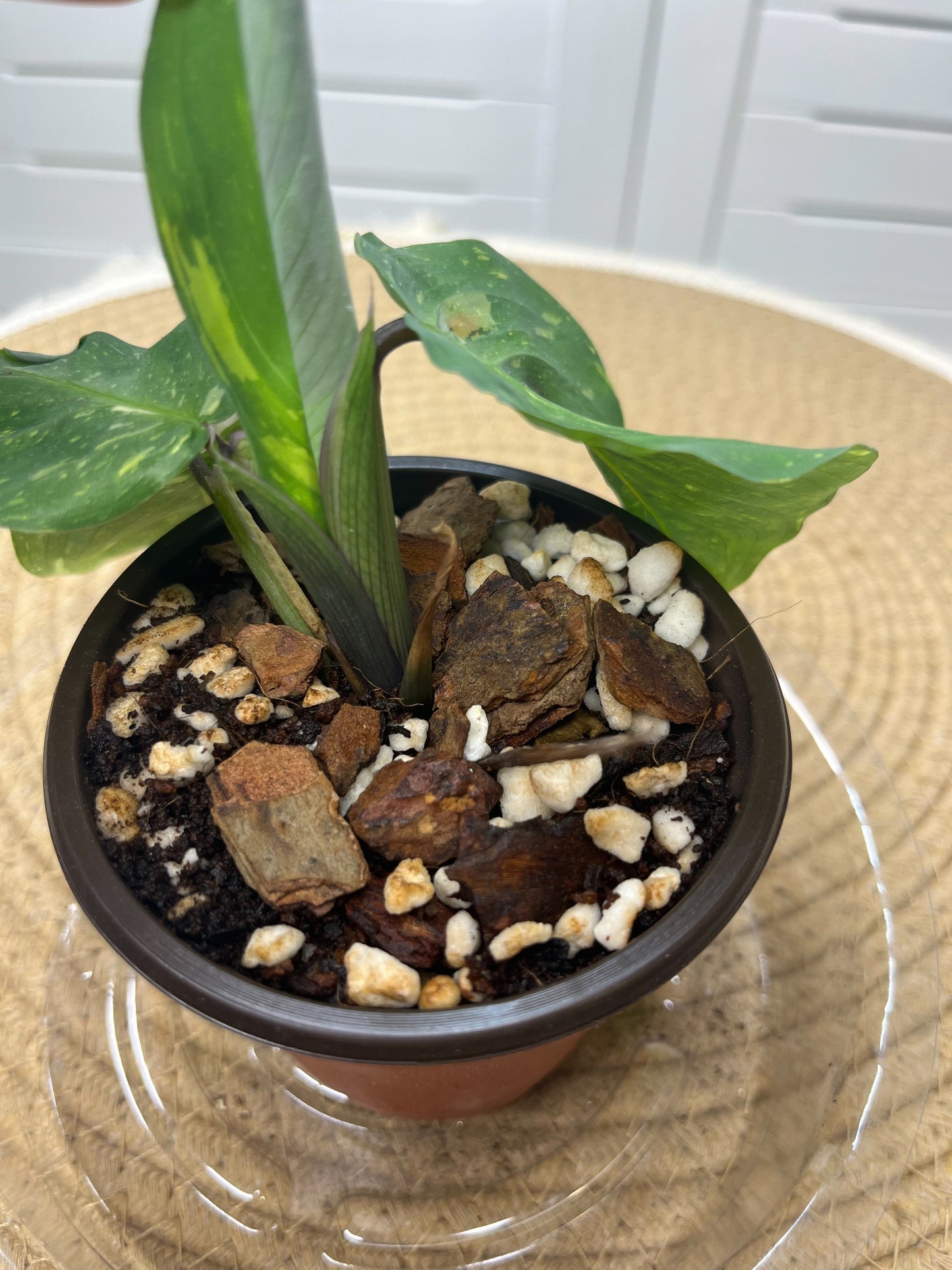 Prayer Plant(Maranta) Variegated @1