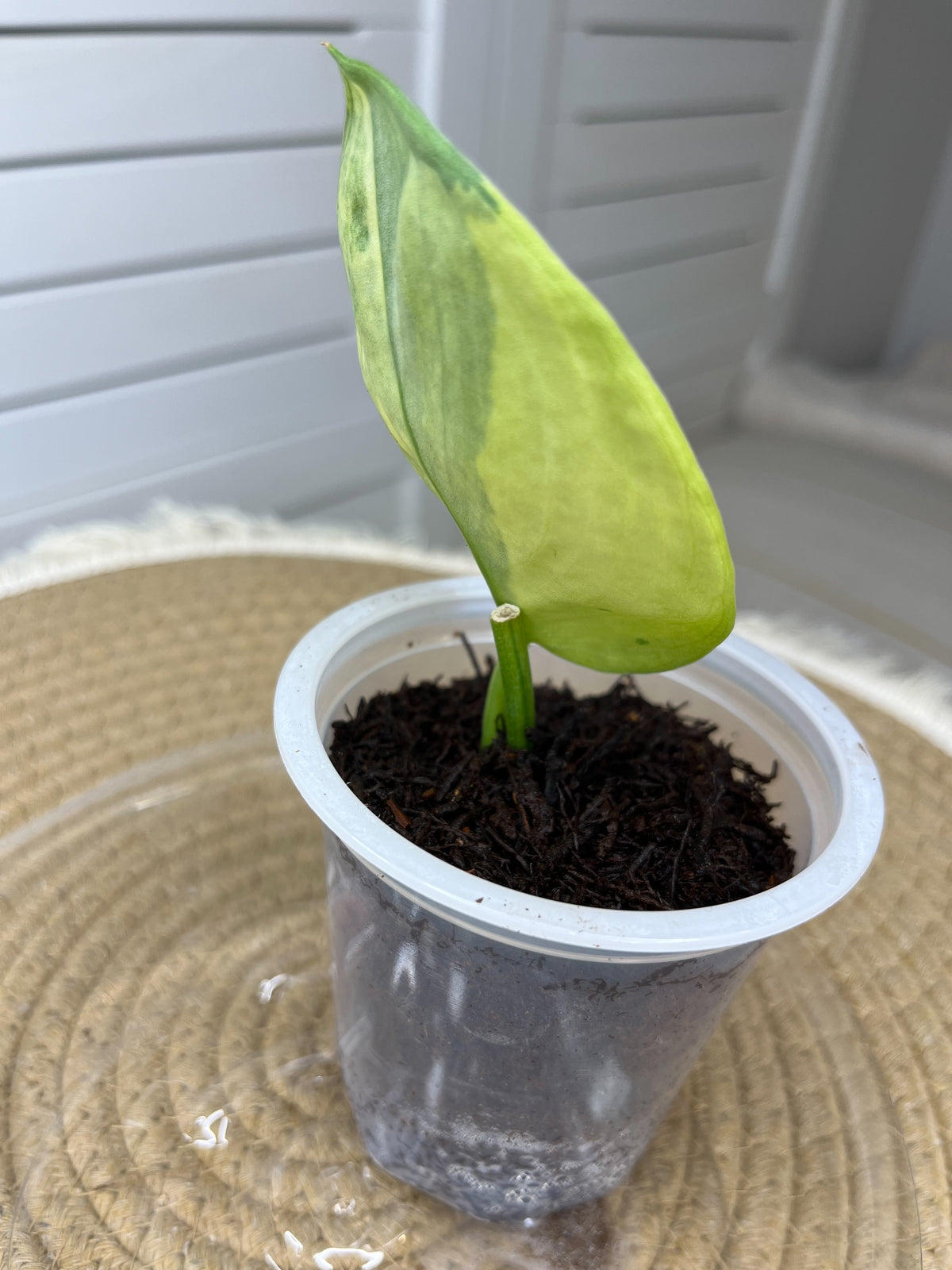 Scindapsus Jade Satin Variegated(Cutting/rooted) 1