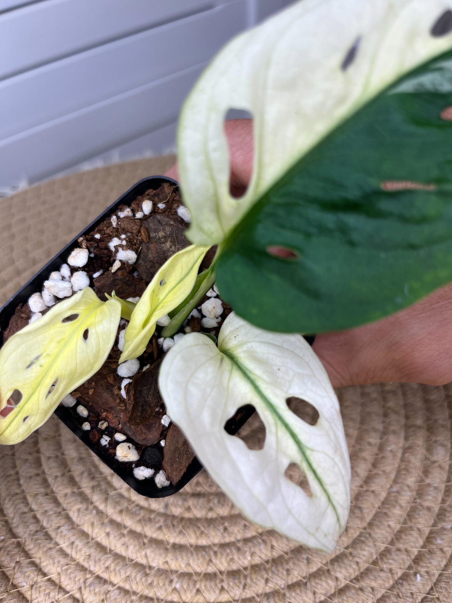 Monstera Monkey Mask(Adansonii) *Fully Variegated 1