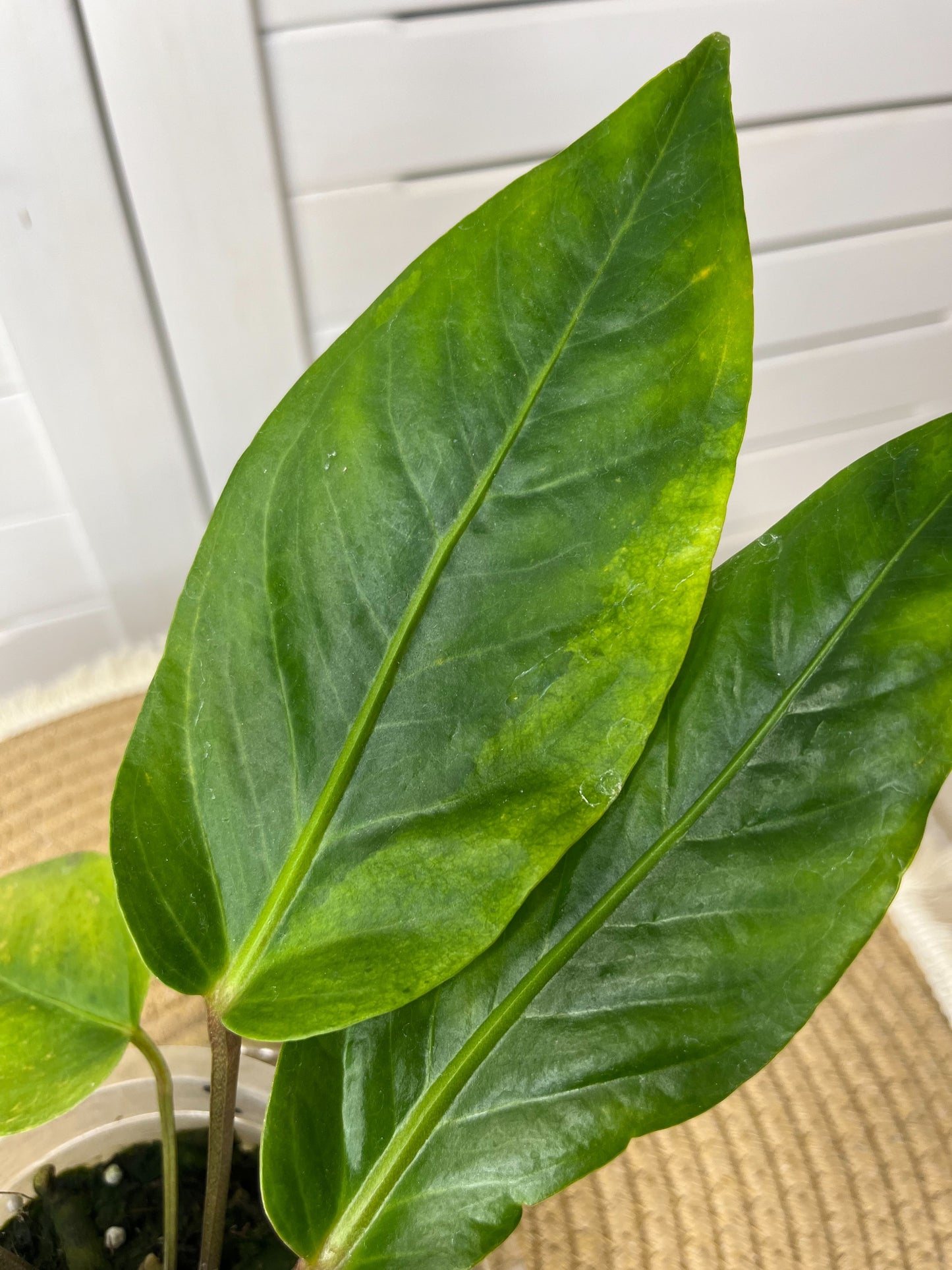 Anthurium Hookeri Variegated 1