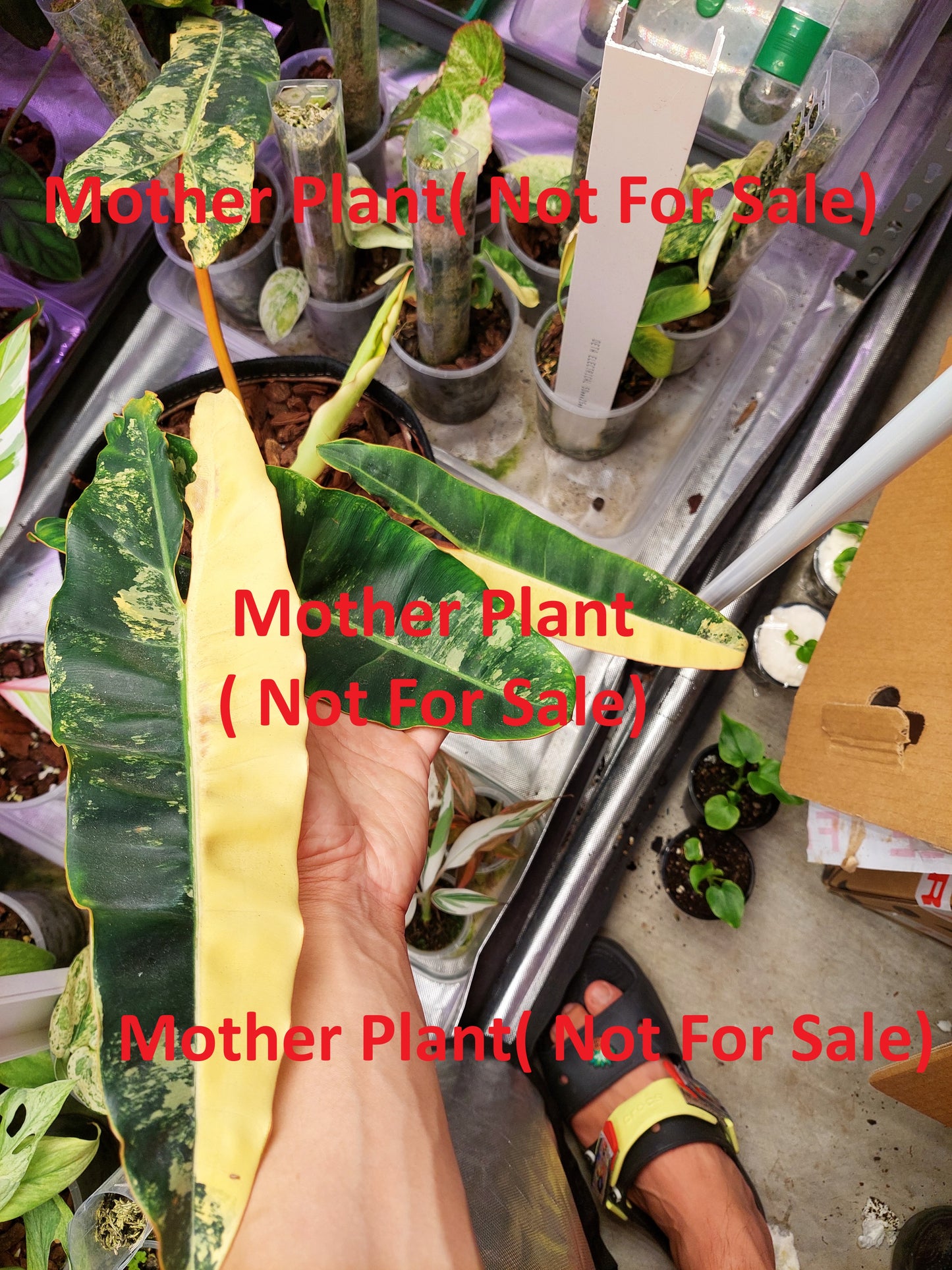 Philodendron Billietiae Variegated (A)