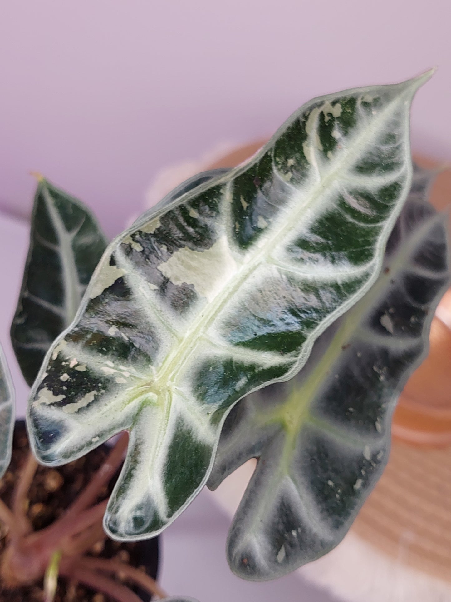 Alocasia Amazonica Polly Variegated (A)