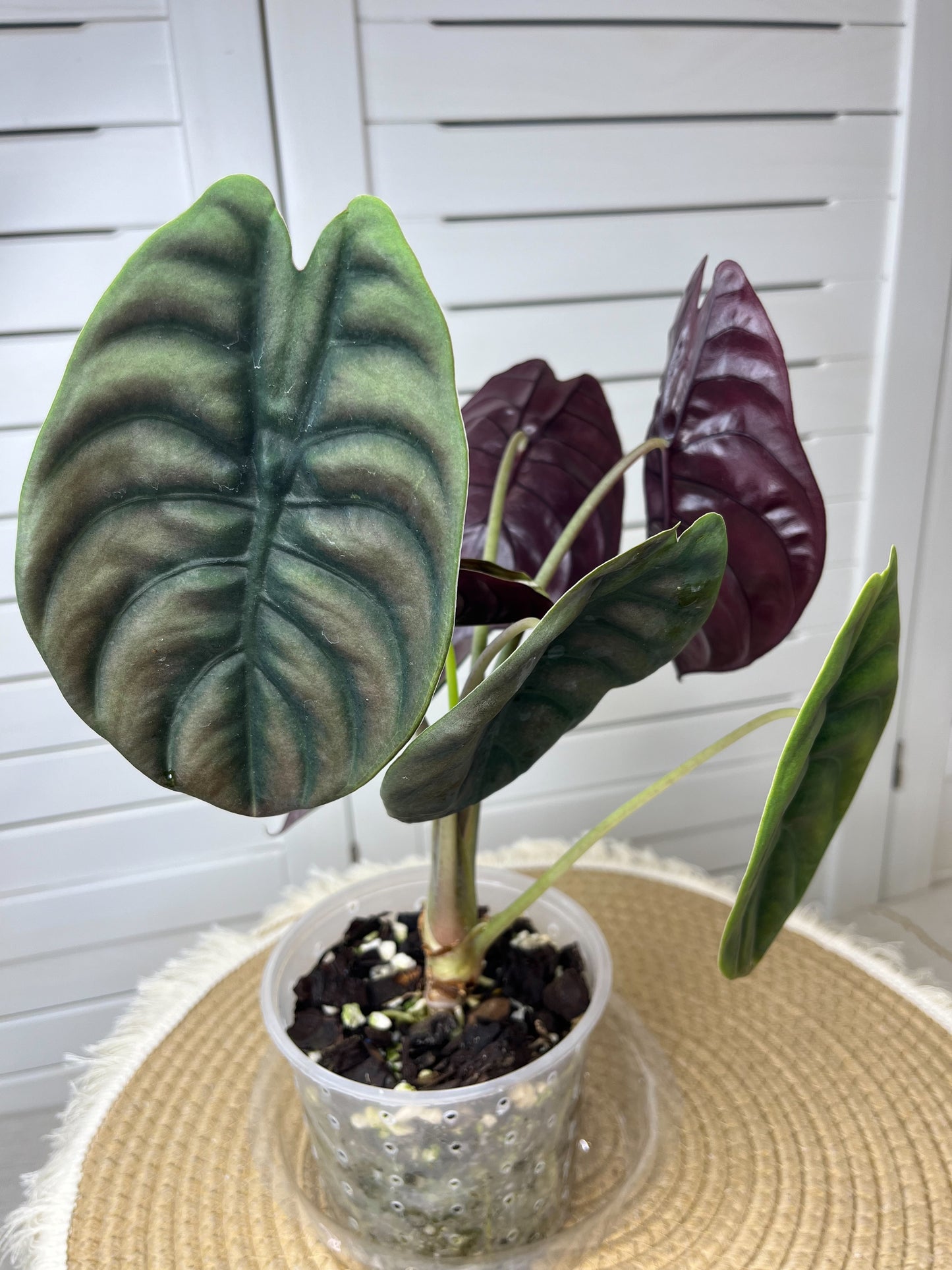 Alocasia Cuprea 1