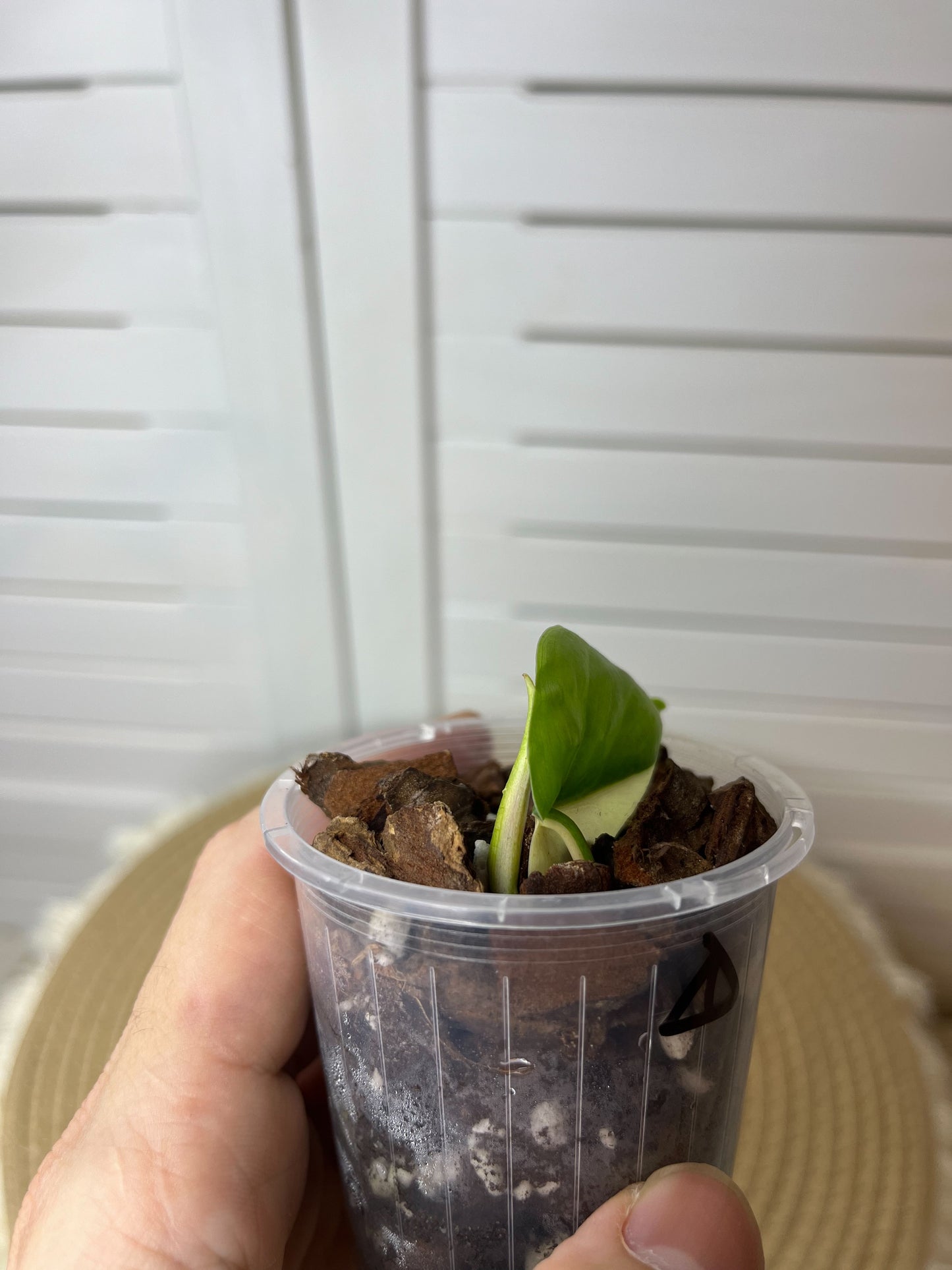 Philodendron Hederaceum(Heartleaf) ALBO Variegated -1