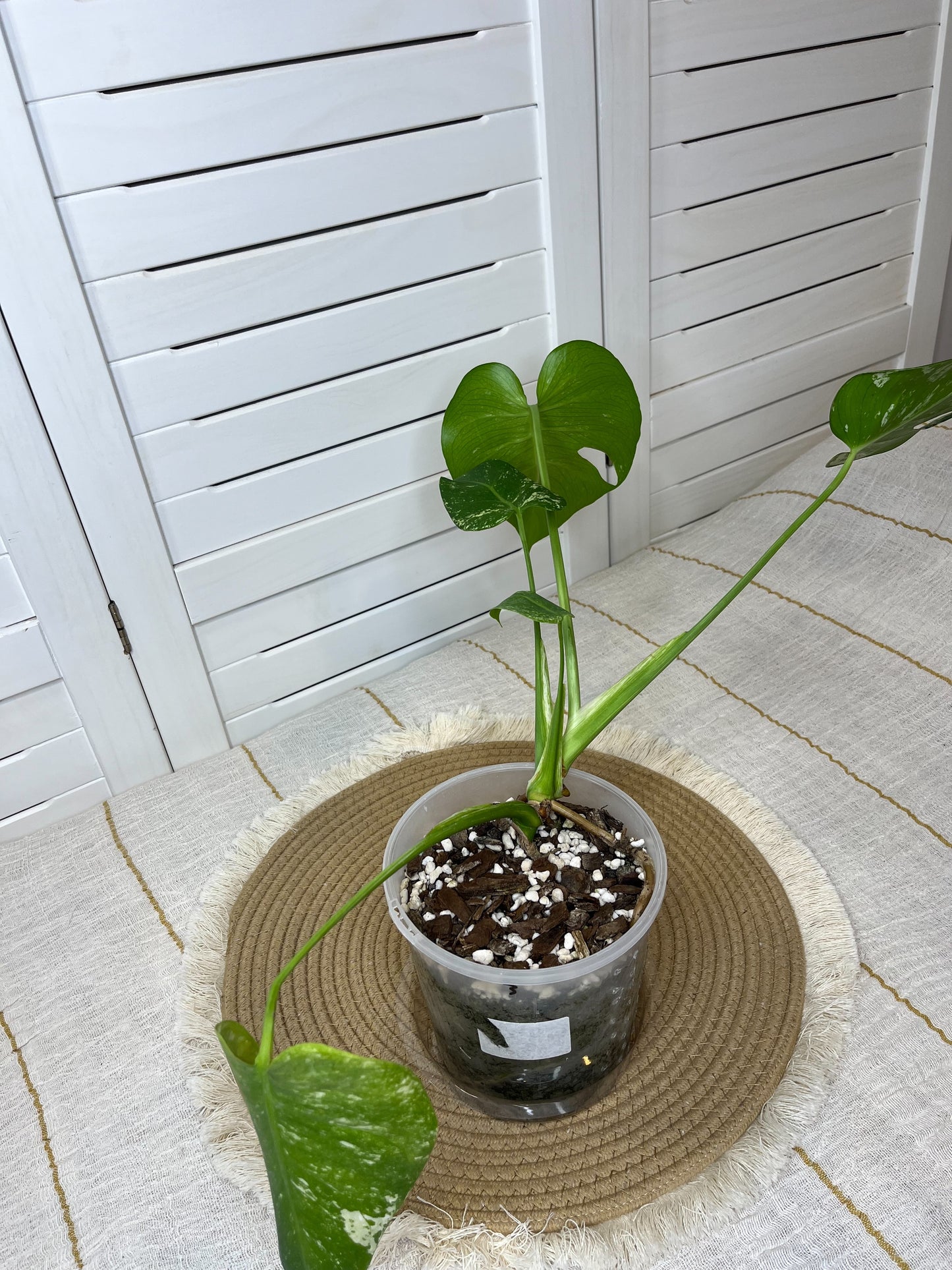 Monstera Deliciosa Sunshine (1)