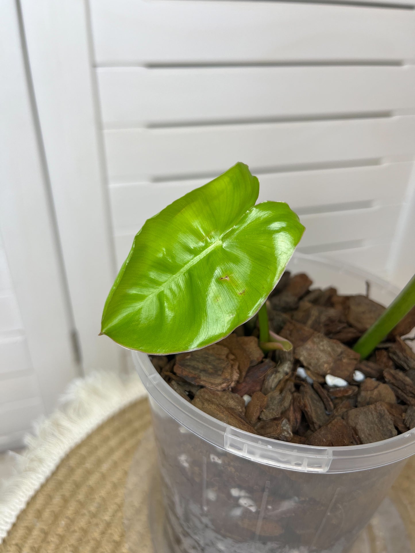 Philodendron Burle Marx variegated #1