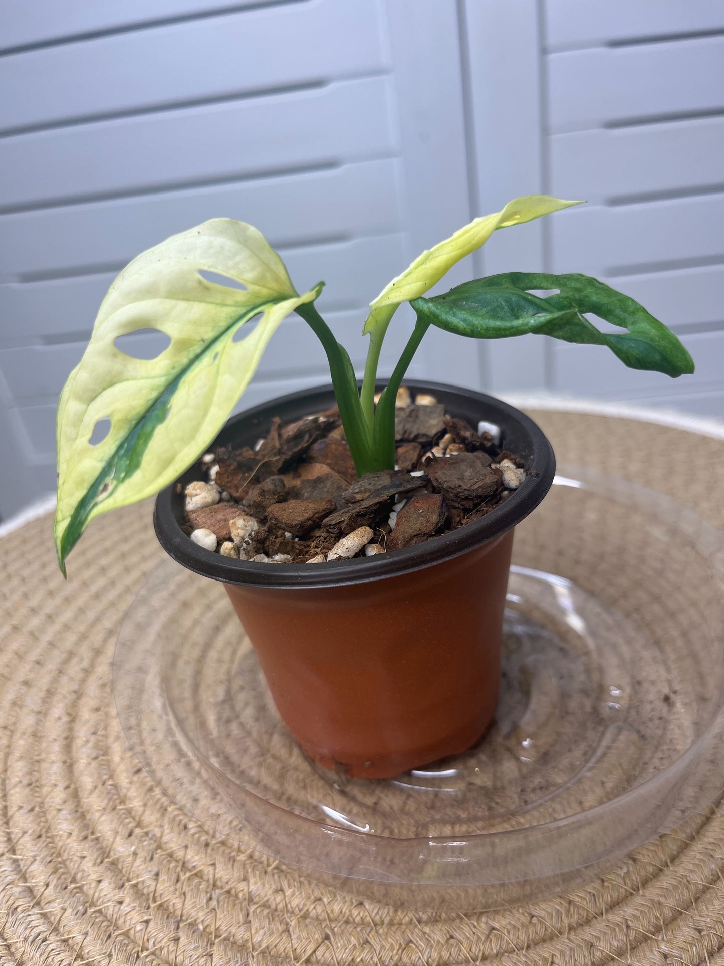 Monstera Monkey Mask(Adansonii) Variegated @1