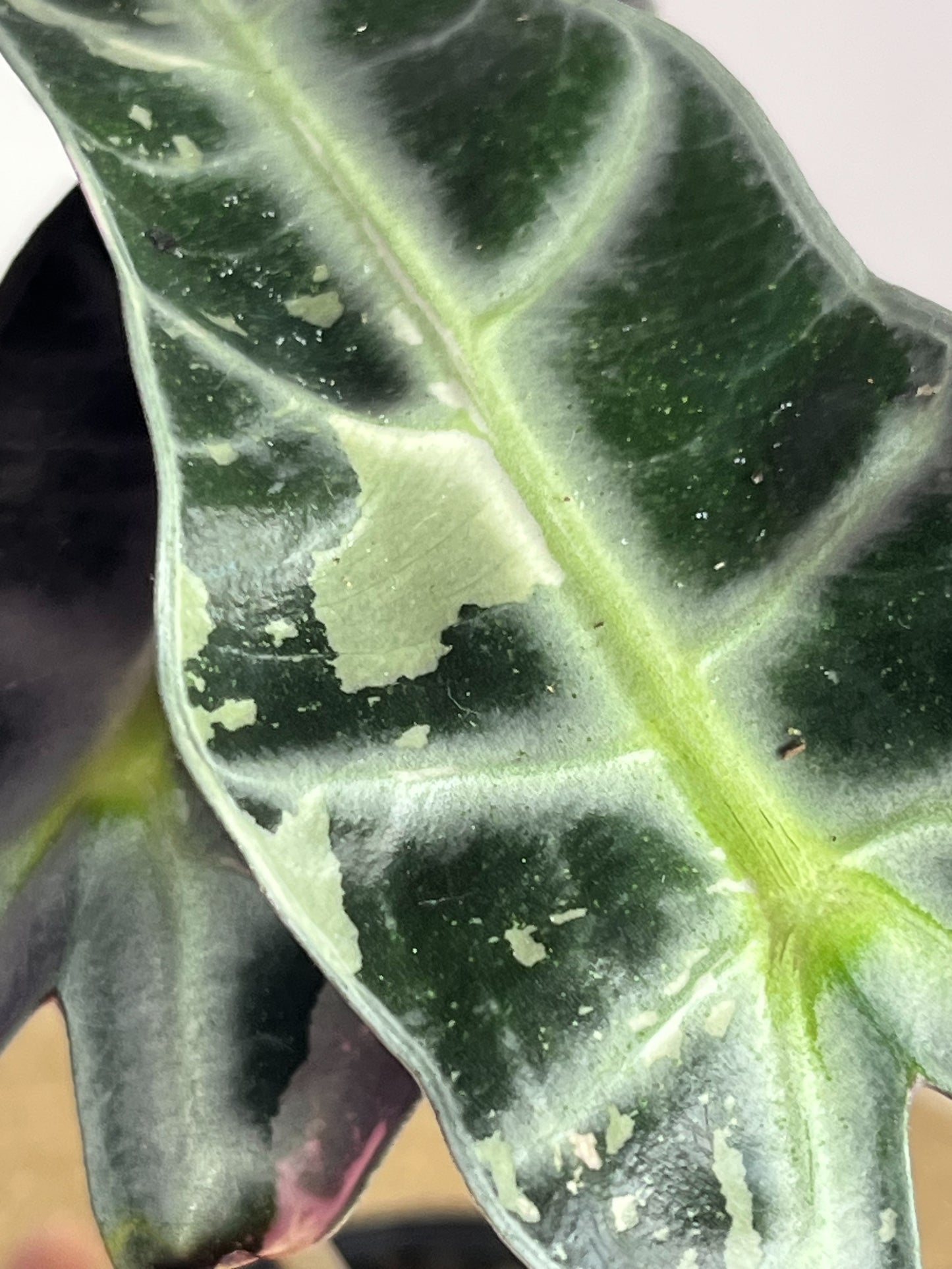 Alocasia Amazonica Polly Pink Variegated 1