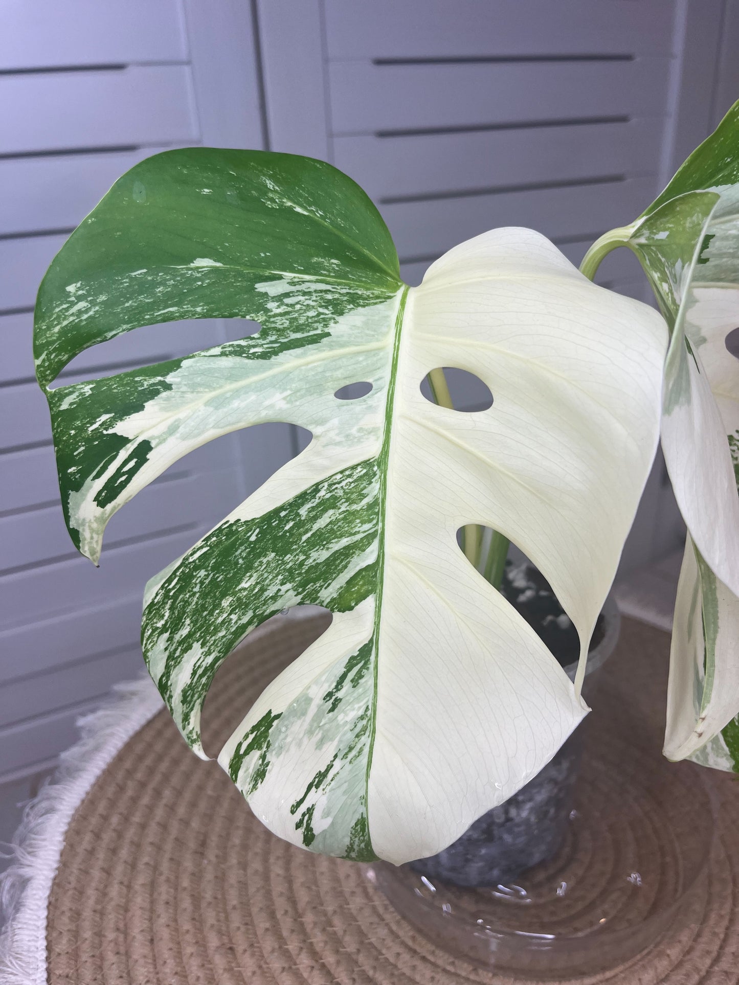 Monstera Borsigiana Albo Variegated #1