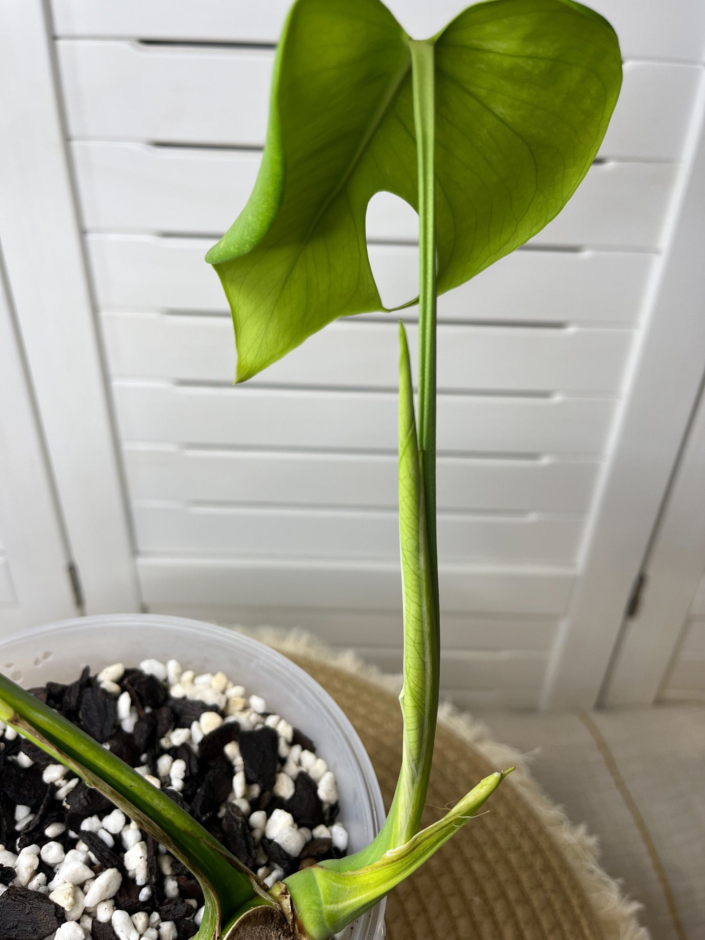 Monstera Deliciosa Sunshine 1