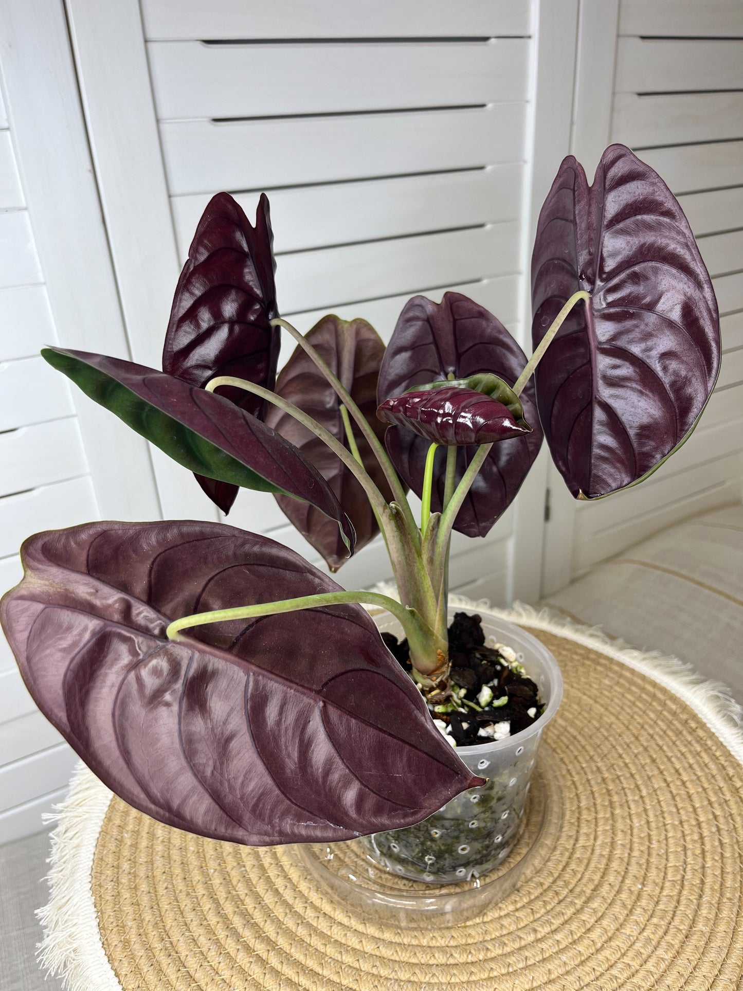 Alocasia Cuprea 1