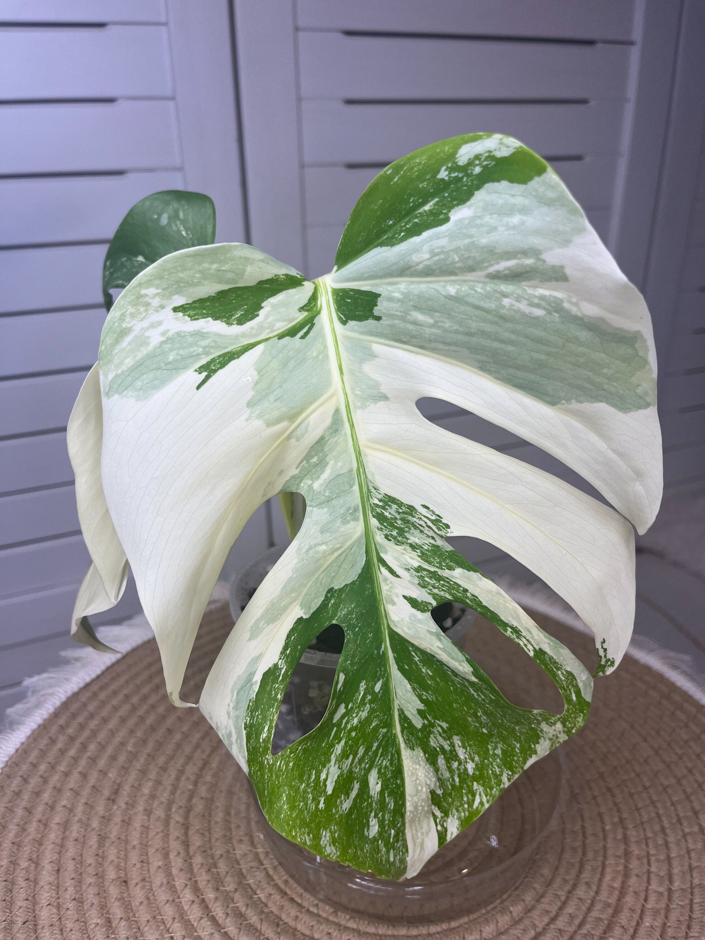 Monstera Borsigiana Albo Variegated #1