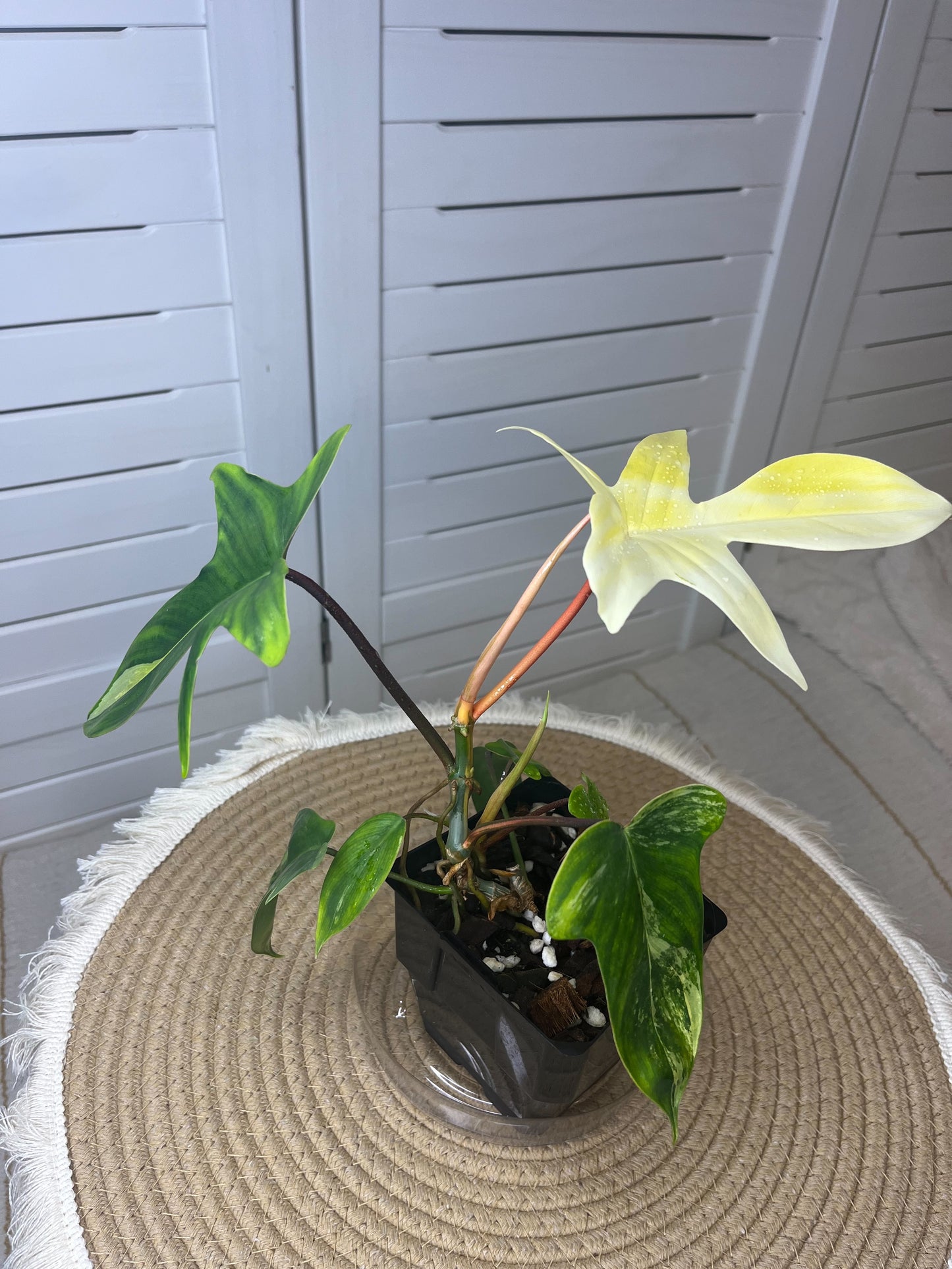 Philodendron Florida Beauty variegated #1