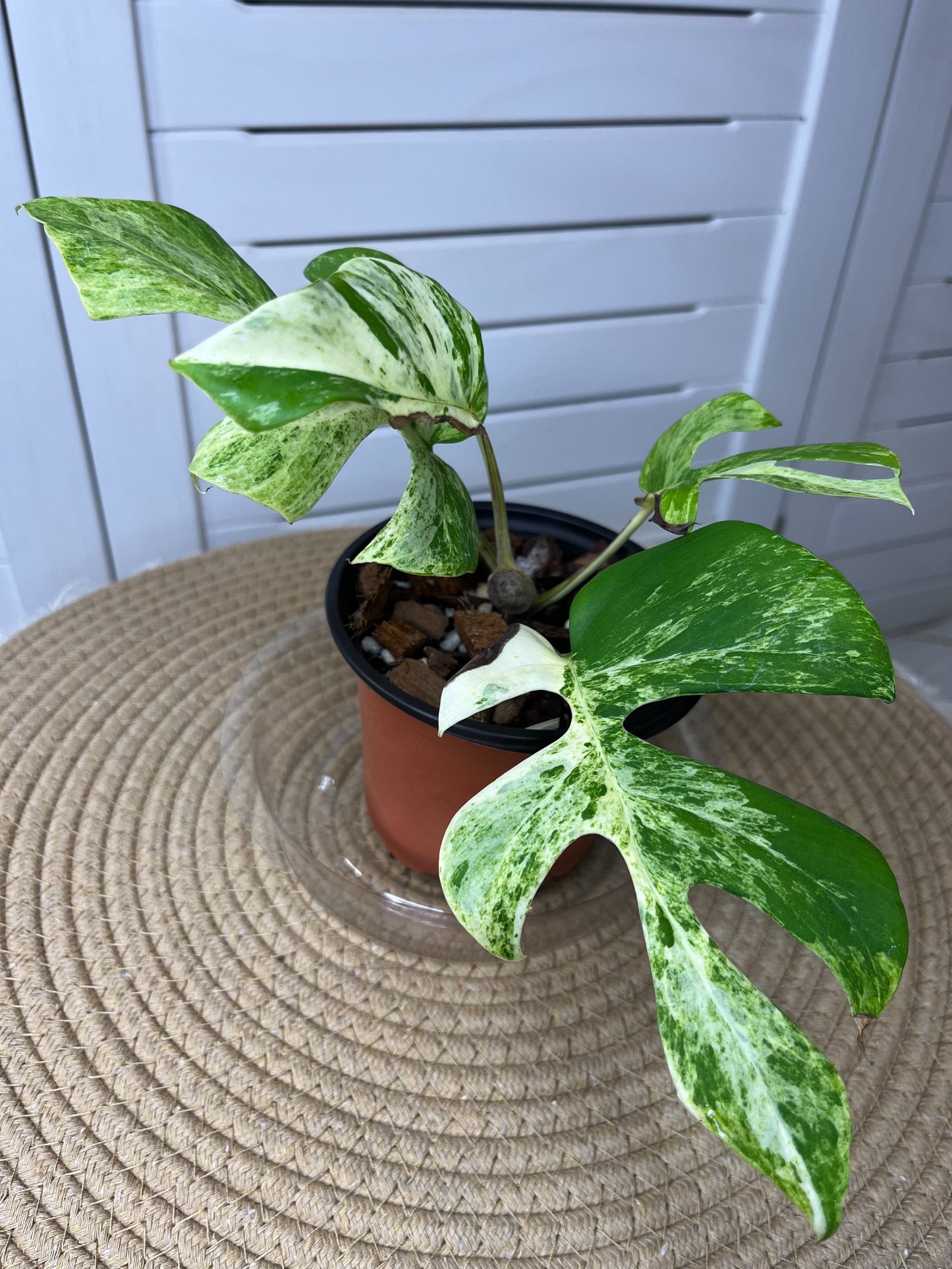 Minima Albo(Rhaphidophora Tetrasperma) Variegated (1)