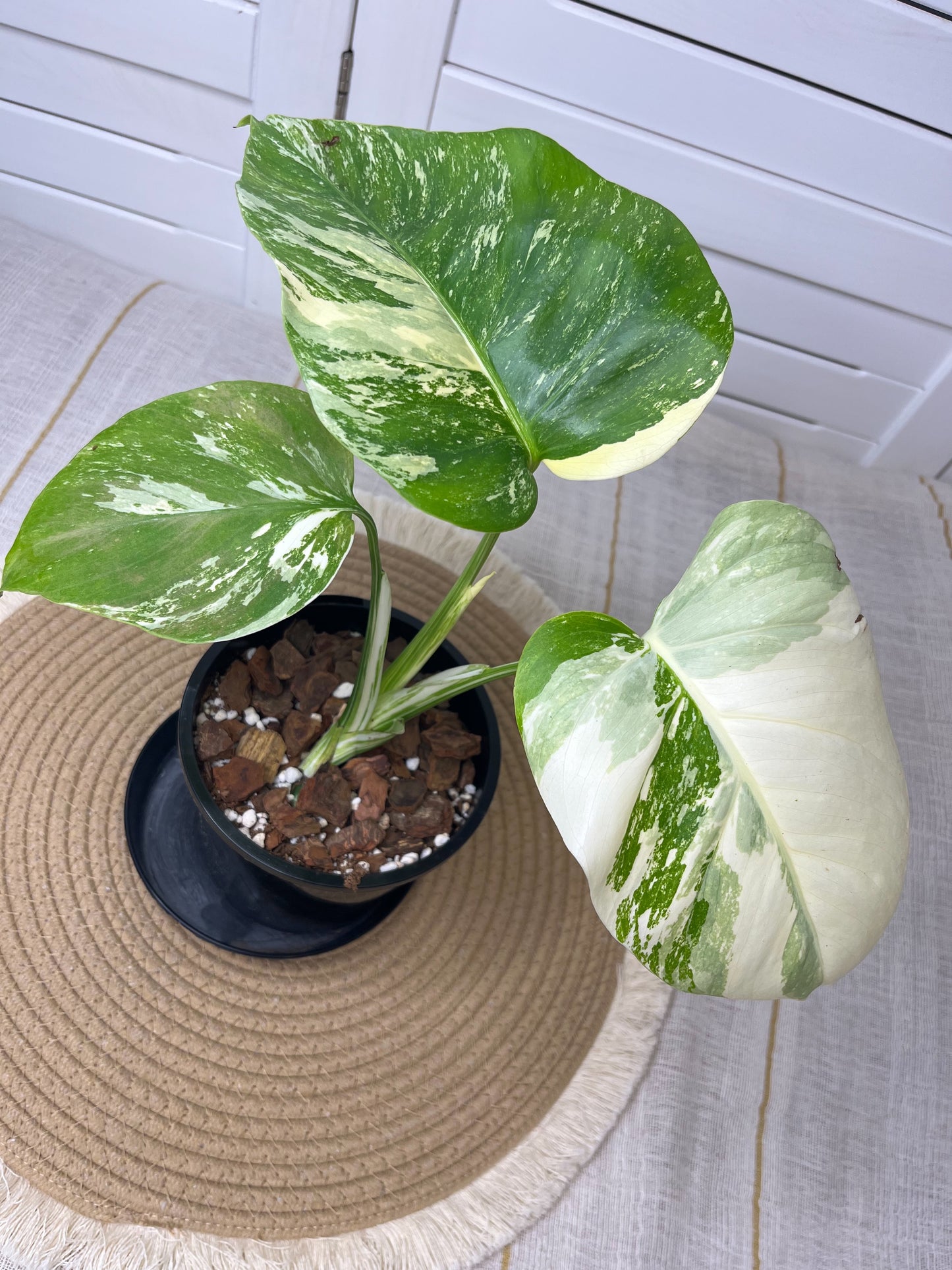 Monstera Borsigiana Albo Variegated 9
